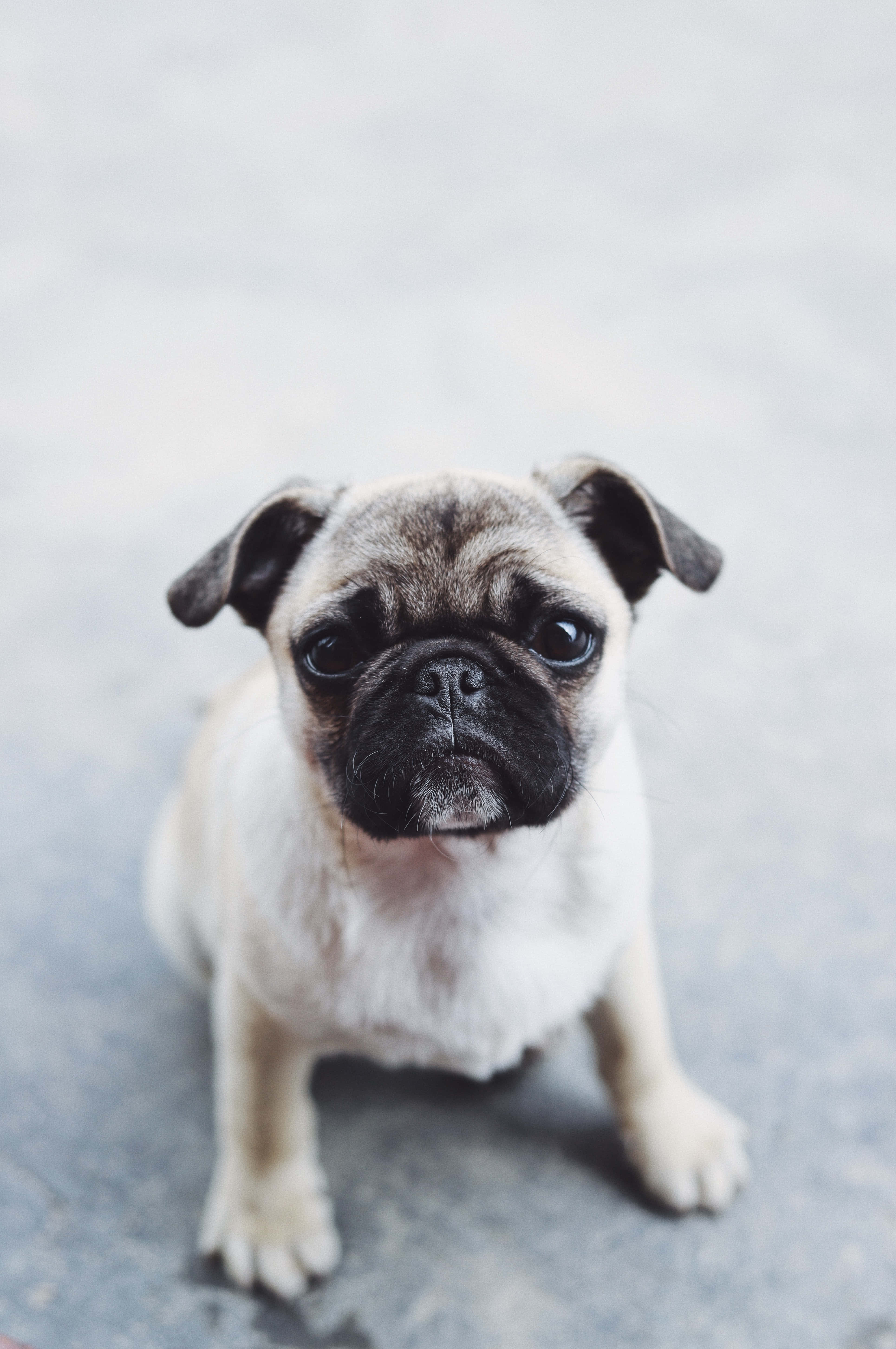 animals 桌布 壁紙 — 一隻可愛的巴哥犬幼犬，有著大大的黑色眼睛，坐在灰色的人行道上，好奇地向上看。