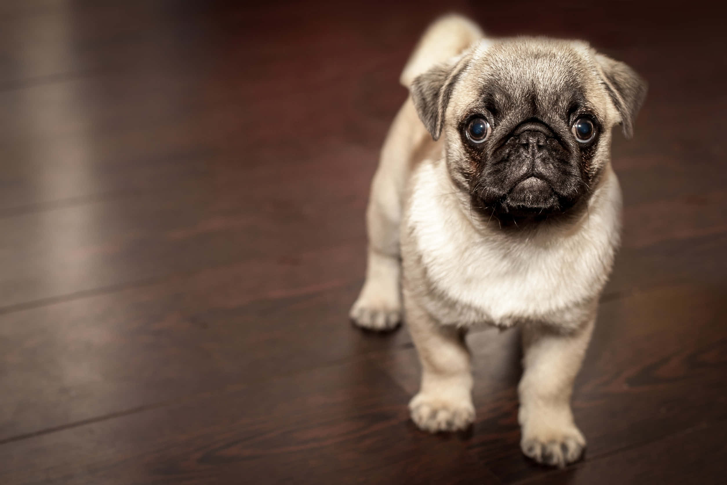 Pug 桌布 壁紙 — 一隻可愛的巴哥犬幼犬，有著大大的藍色眼睛，站在深色木地板上直視鏡頭。