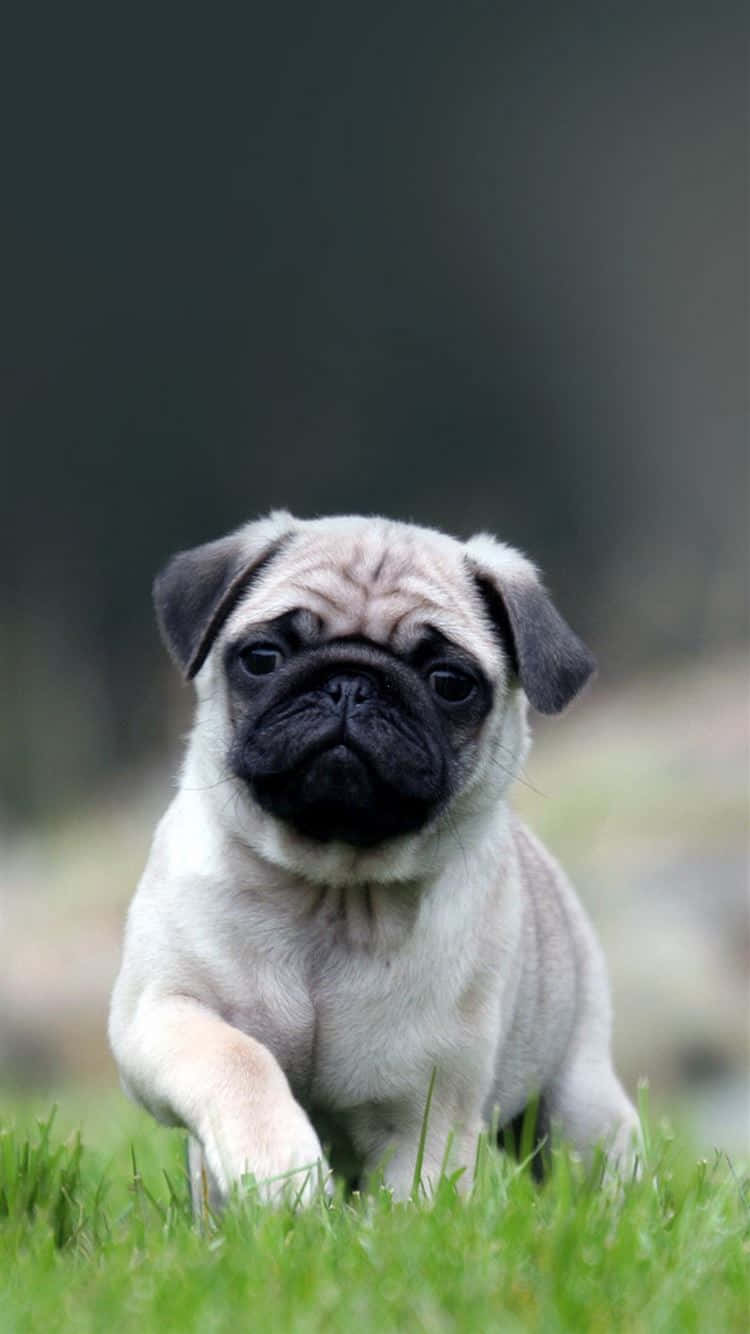 Grass 桌布 壁紙 — 一隻可愛的巴哥犬幼犬，有著皺紋的臉和黑色的鼻子，在充滿活力的綠色草地上奔跑。