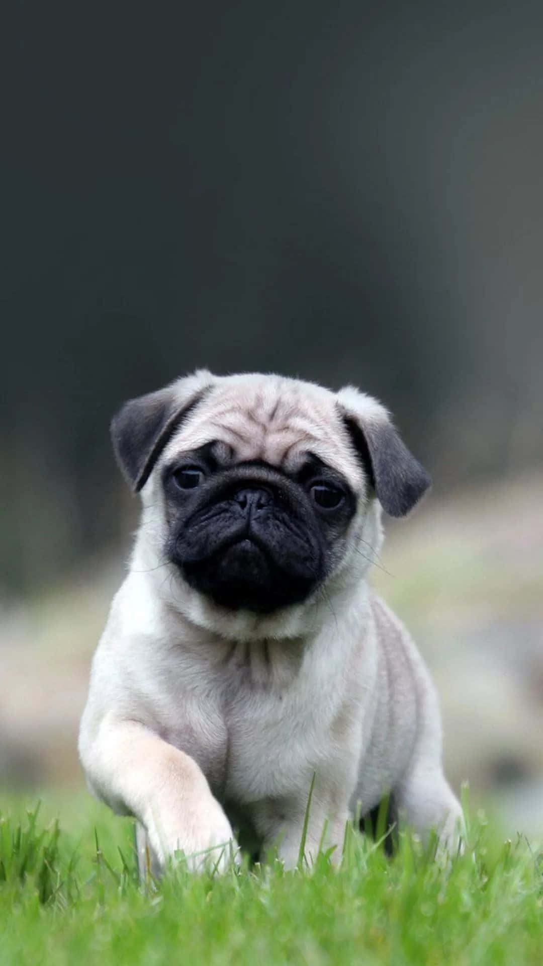 Pug 桌布 壁紙 — 一隻可愛的巴哥犬幼犬，有著皺紋的臉和黑色的鼻子，在充滿活力的綠色草地上奔跑。