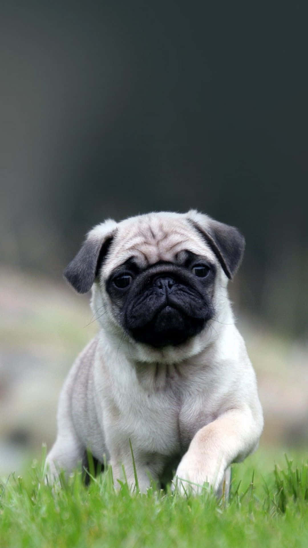 Pug 桌布 壁紙 — 一隻可愛的巴哥犬幼犬，臉部皺紋、黑色口鼻，警覺地坐在鮮綠色的草地上。