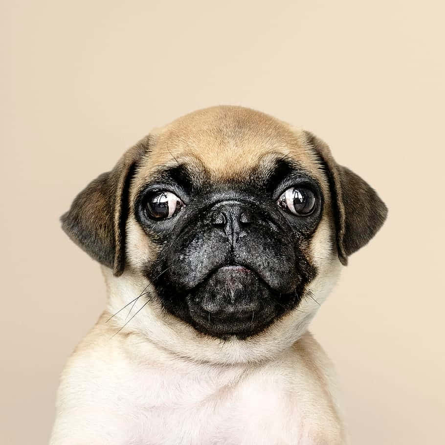 狗 桌布 壁紙 — 一隻可愛的巴哥犬幼犬的特寫，擁有深邃的大眼睛和皺巴巴的黑色臉龐，背景是柔和的米色。