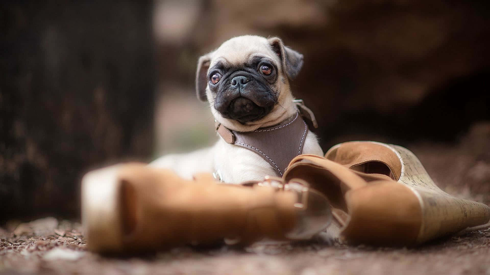 Pug 桌布 壁紙 — 一隻可愛的巴哥犬幼犬穿著棕色胸背帶，躺在森林地面上的一雙棕色靴子旁邊。