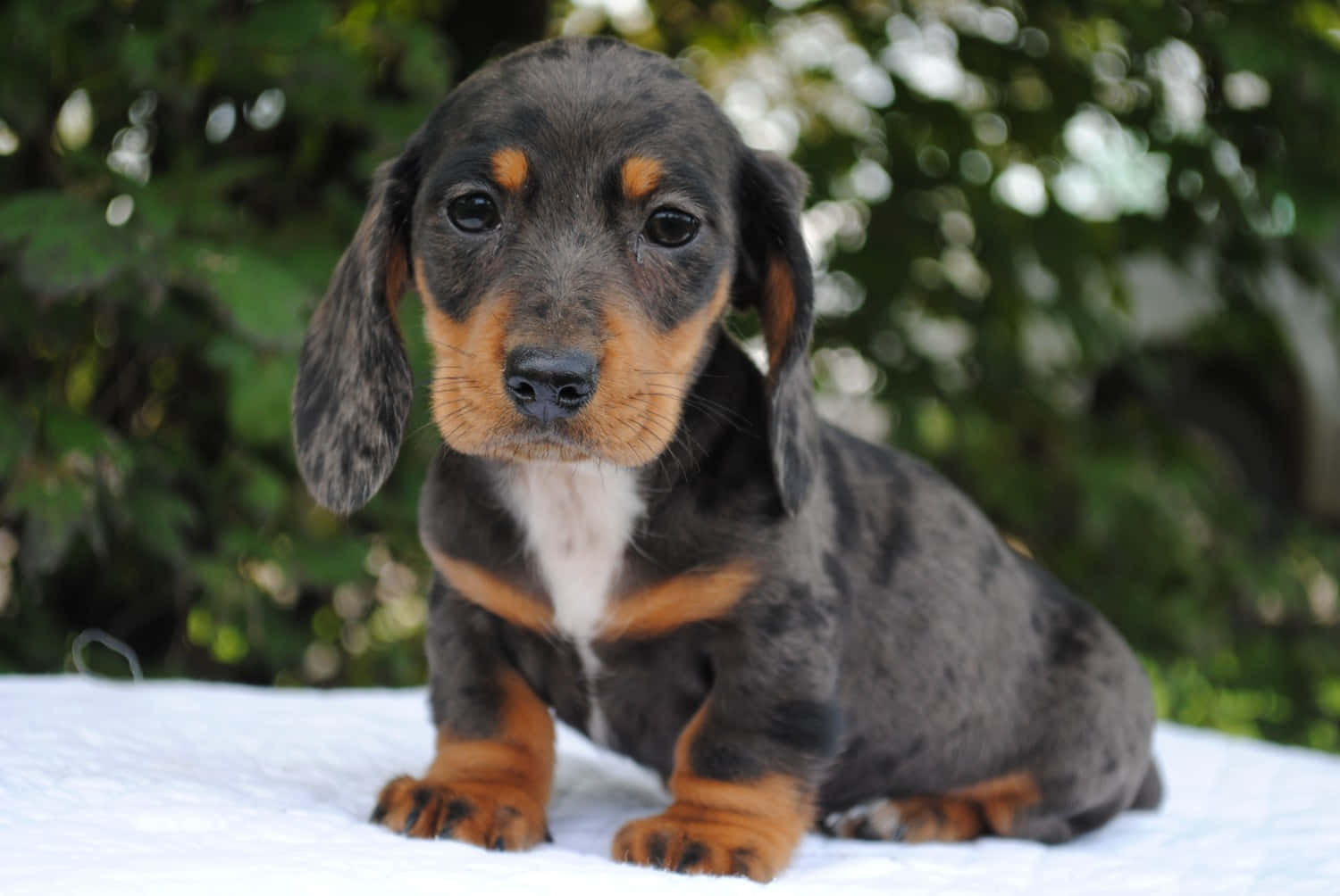 Dachshund Puppy 桌布 壁紙 — 一隻可愛的斑點臘腸狗幼犬，有著垂耳，在模糊的綠色樹葉背景前坐在白色毯子上。