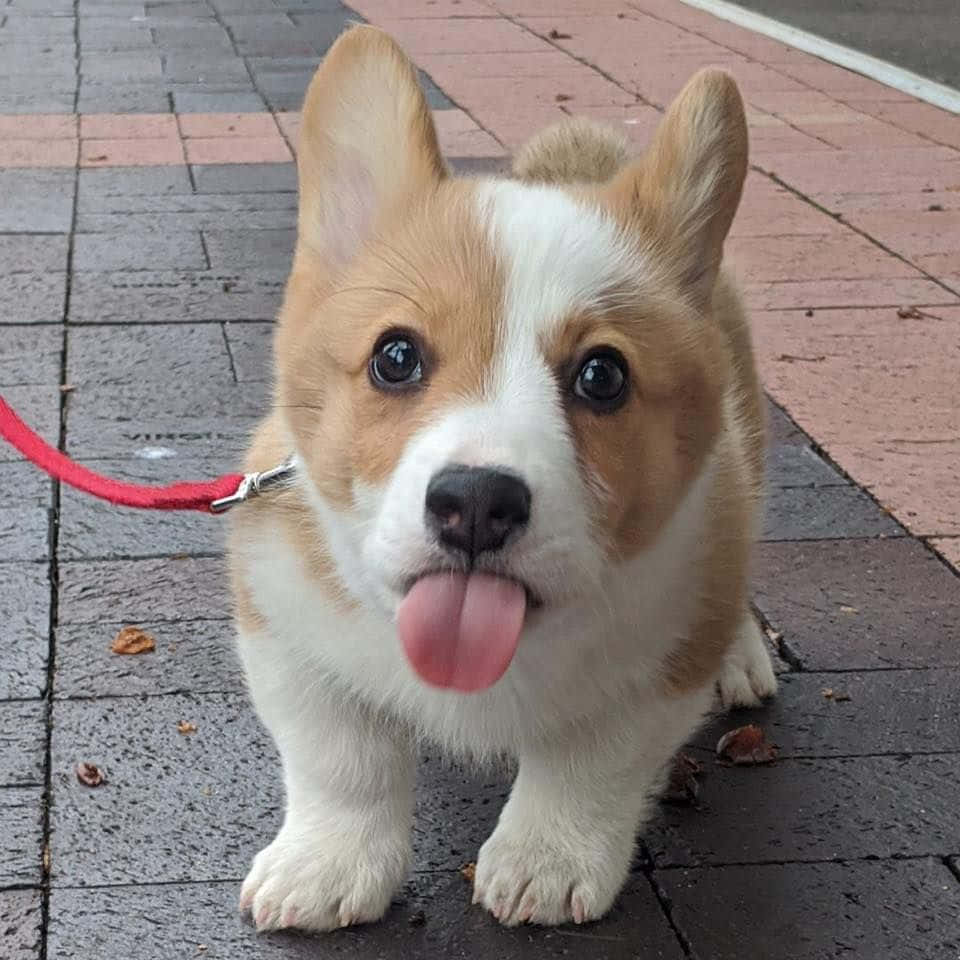 Pet Memes 桌布 壁紙 — 一隻可愛的柯基幼犬，有大眼睛和粉紅色舌頭伸出，站在濕漉漉的人行道上。