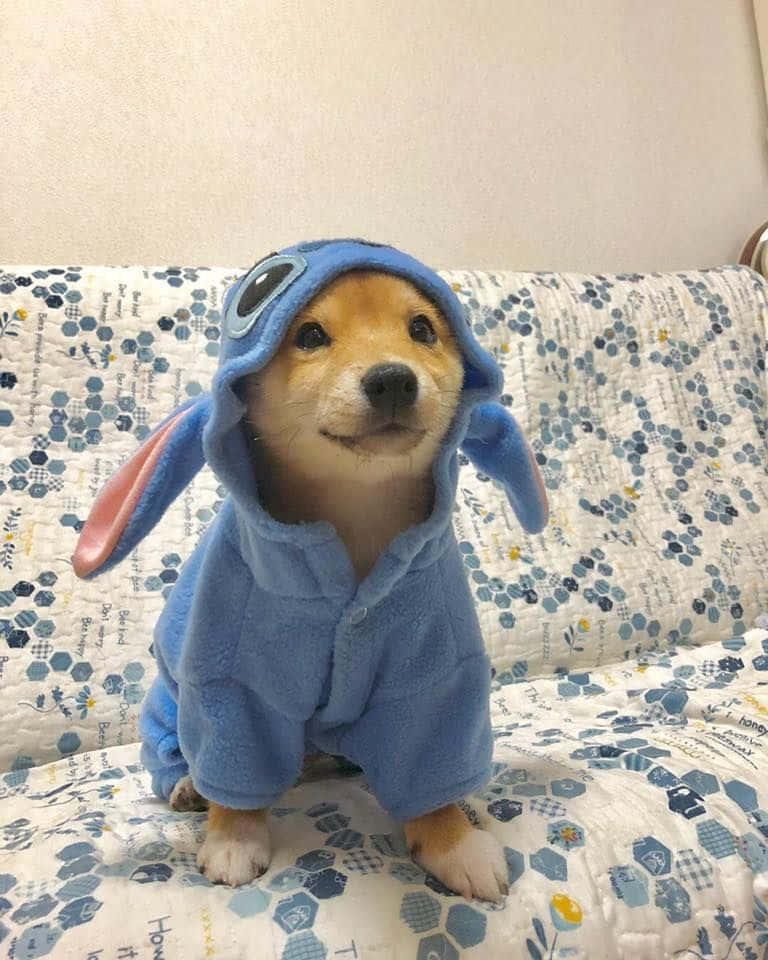 Adorable Puppy 桌布 壁紙 — 一隻可愛的柯基幼犬穿著藍色史迪奇服裝，坐在有圖案的簇絨沙發上。