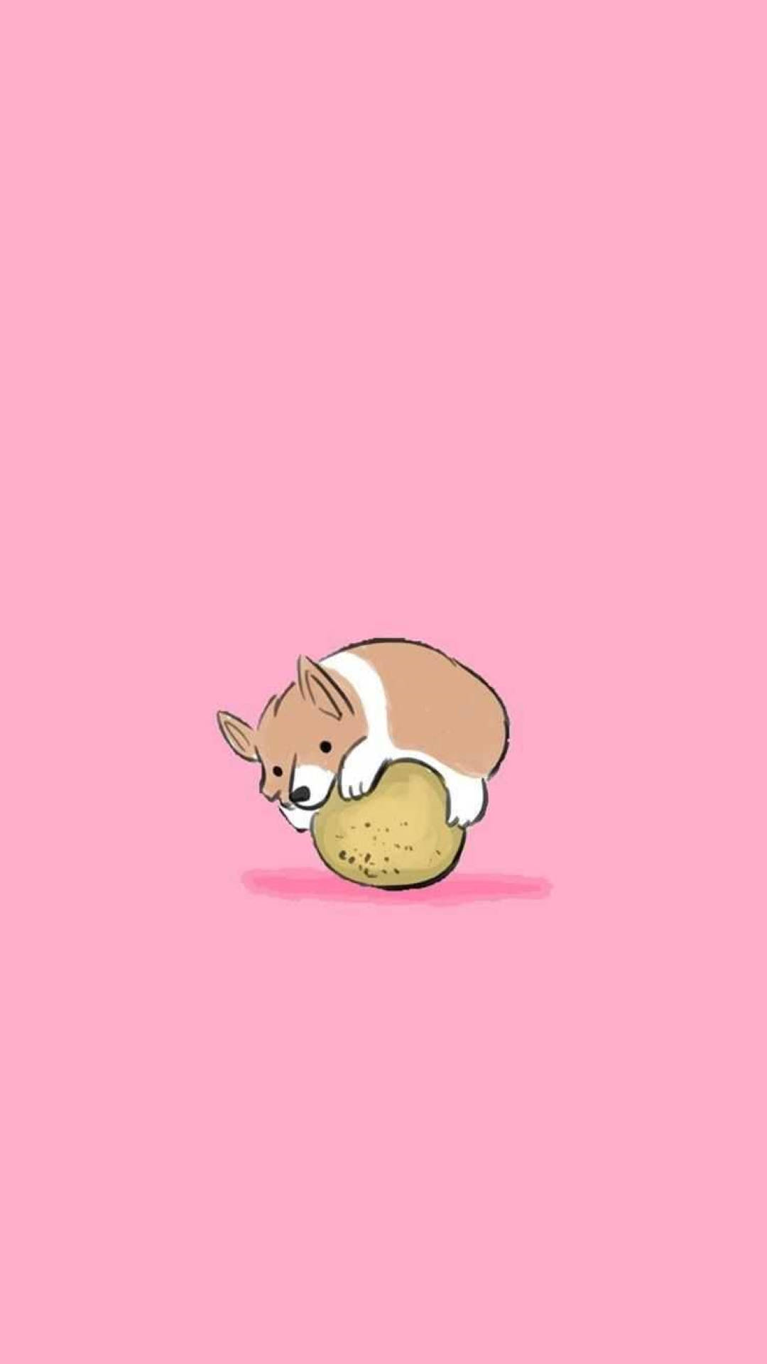Toca 桌布 壁紙 — 一隻可愛的柯基幼犬頑皮地用鼻子蹭著一個馬鈴薯，背景是純粉紅色。