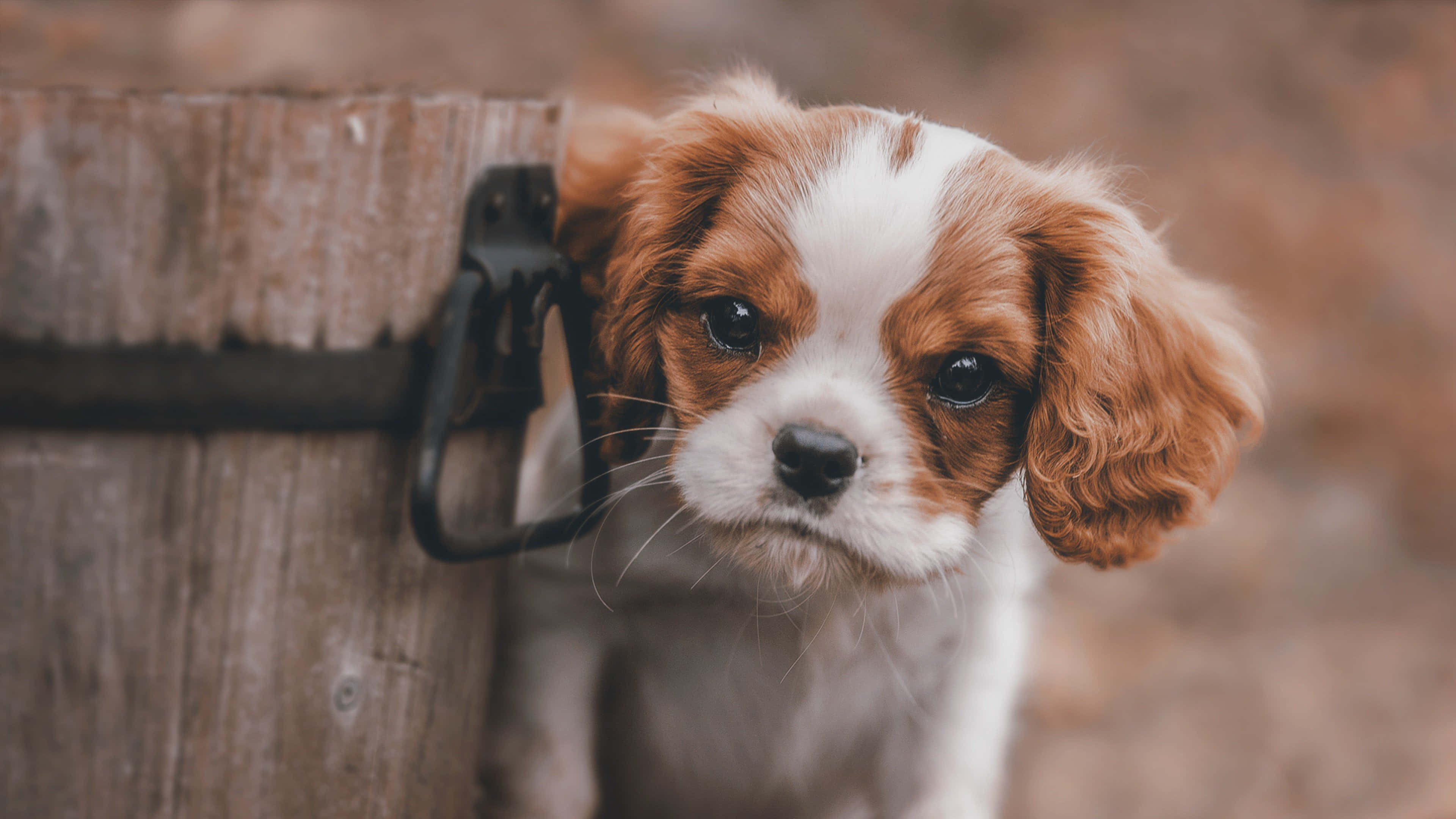 Cute Puppy 桌布 壁紙 — 一隻可愛的棕白色小狗，大眼睛好奇地從風化的木柵欄後面探出頭來。