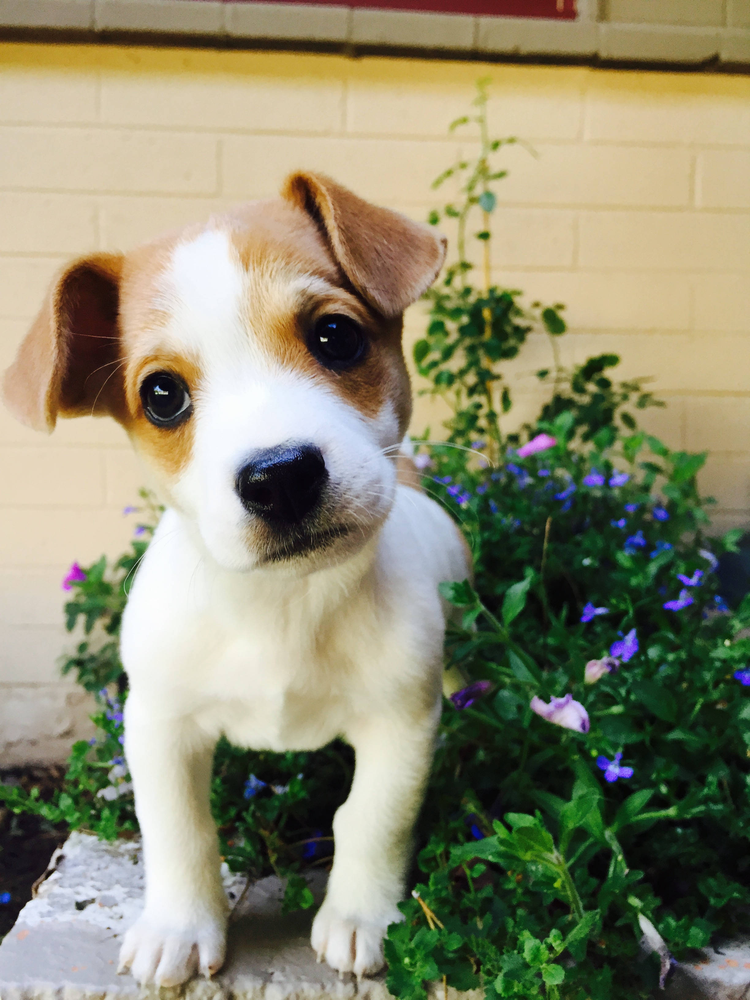 cute dogs 桌布 壁紙 — 一隻可愛的棕白色小狗，有著大大的黑眼睛，站在石階上，旁邊是紫色開花植物，背景是淺色磚牆。