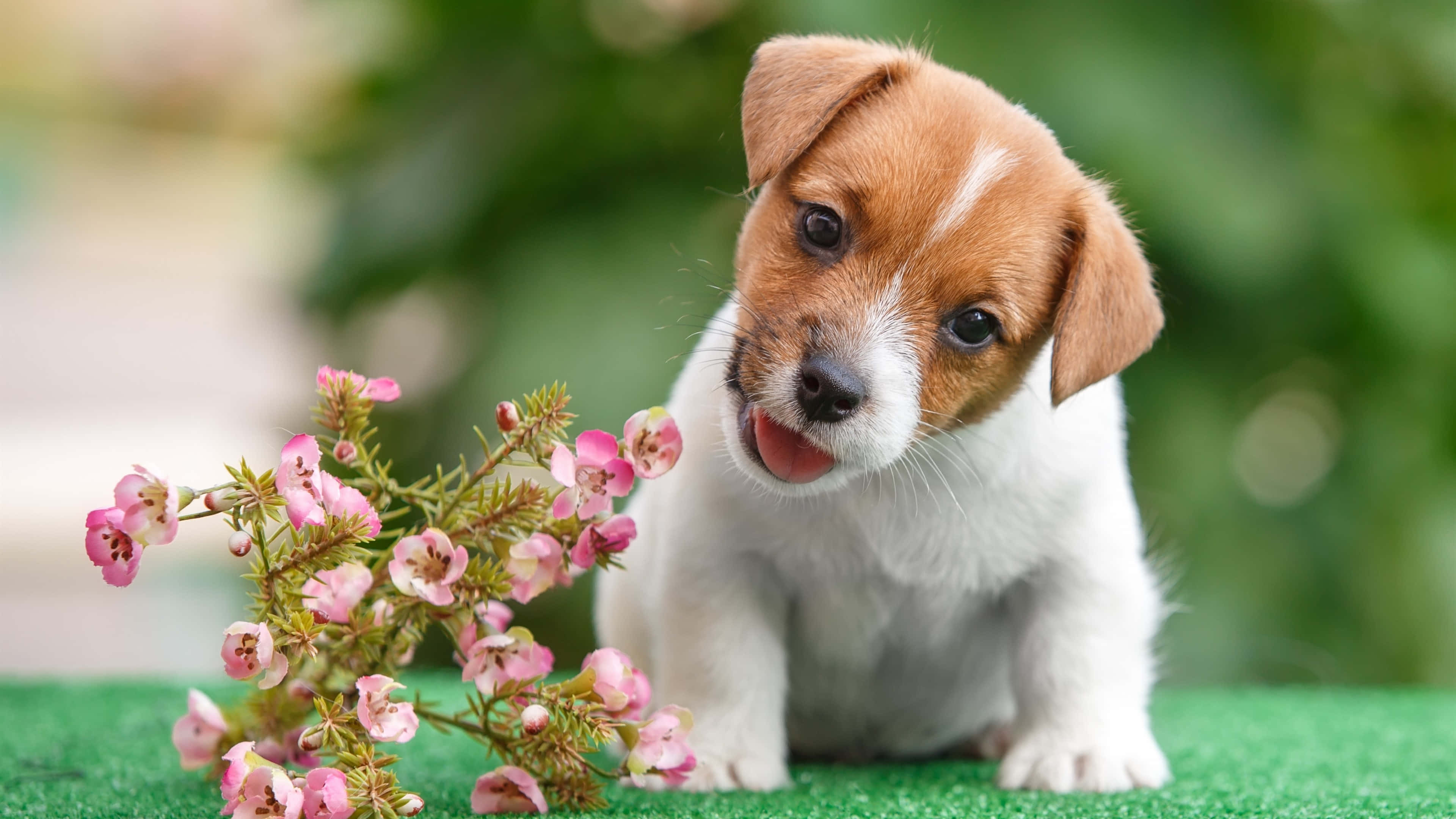 Pink Puppies 桌布 壁紙 — 一隻可愛的棕白色小狗坐在綠色草地上，旁邊有粉紅色的花朵，伸出舌頭，好奇地看著相機。