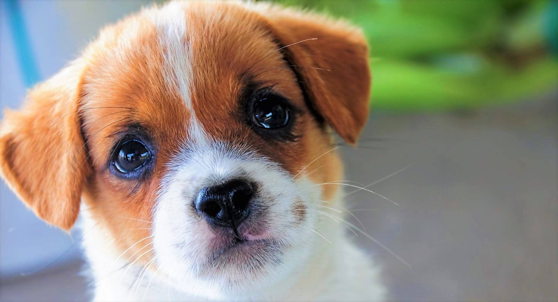 Cute Puppy 桌布 壁紙 — 一隻可愛的棕白色小狗的特寫，有著大大的深色眼睛，直視鏡頭。