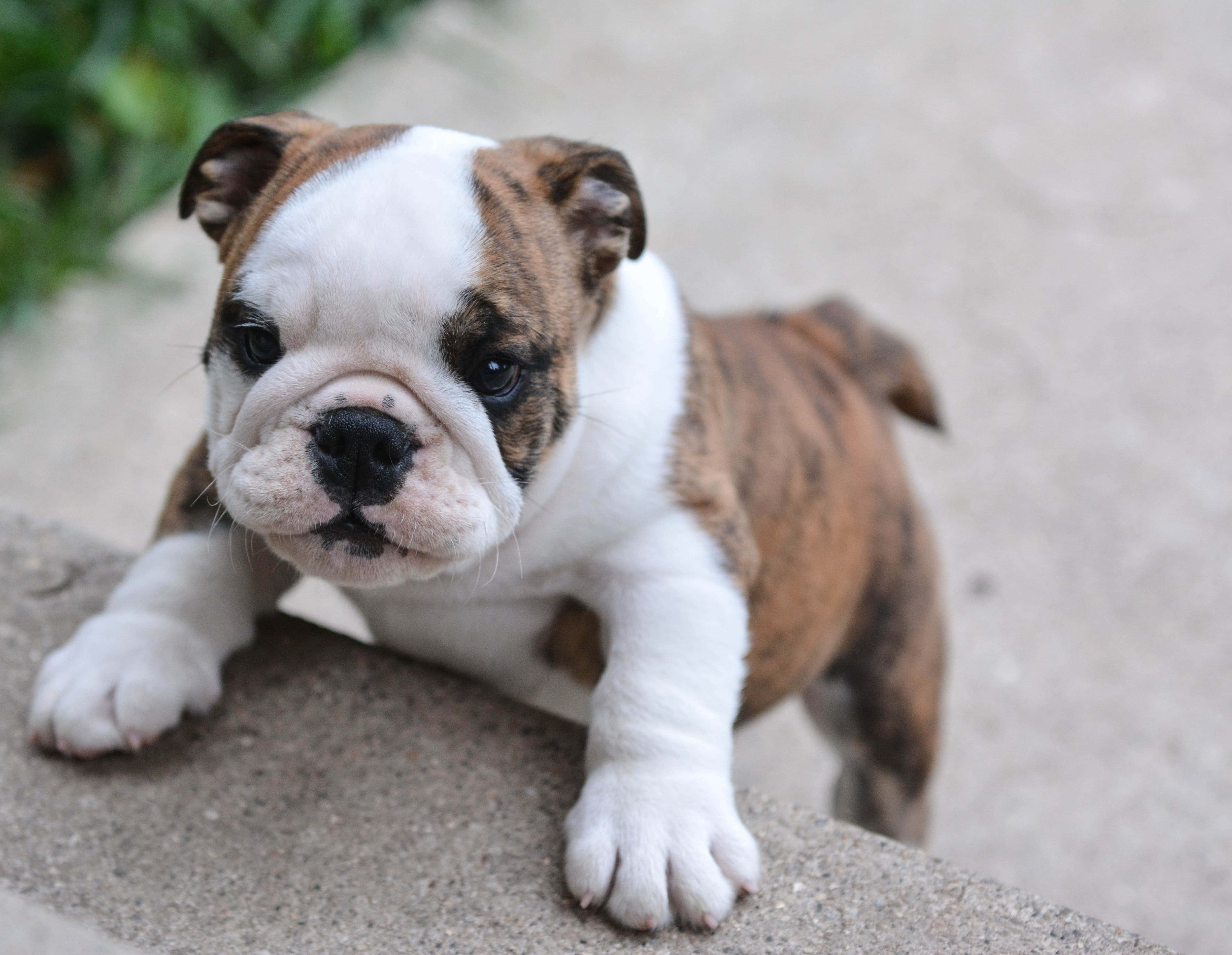 Bulldog 桌布 壁紙 — 一隻可愛的棕白色鬥牛犬幼犬，大眼睛，在戶外的混凝土邊緣休息。