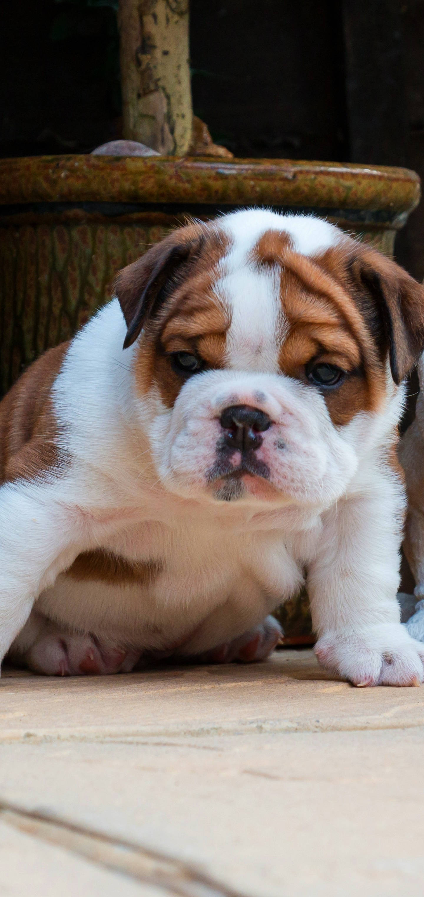 狗 桌布 壁紙 — 一隻可愛的棕白色鬥牛犬幼犬，有著大大的藍色眼睛，坐在木地板上，旁邊有一個陶瓷花盆。