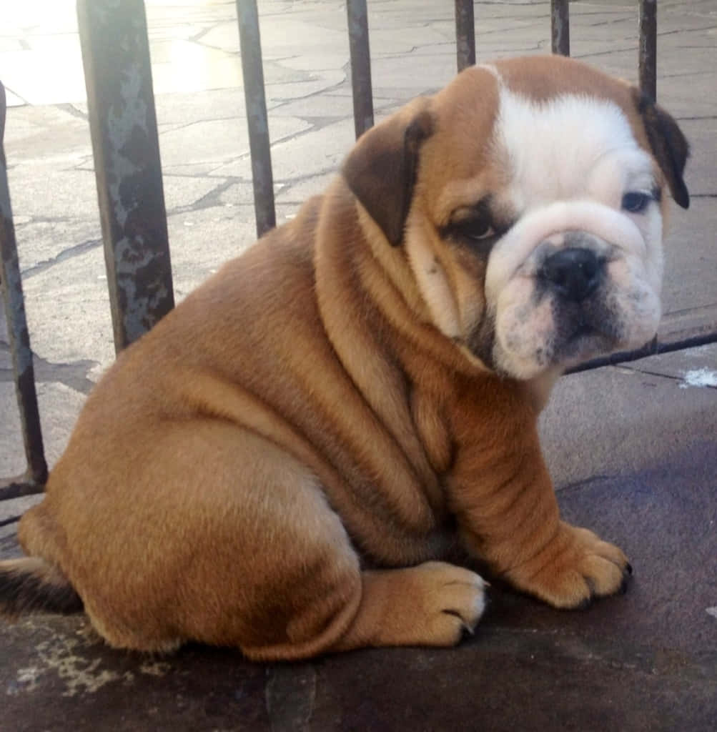 Bulldog 桌布 壁紙 — 一隻可愛的棕白色鬥牛犬幼犬坐在石頭庭院裡，身後是生鏽的金屬圍欄，沐浴在陽光下。