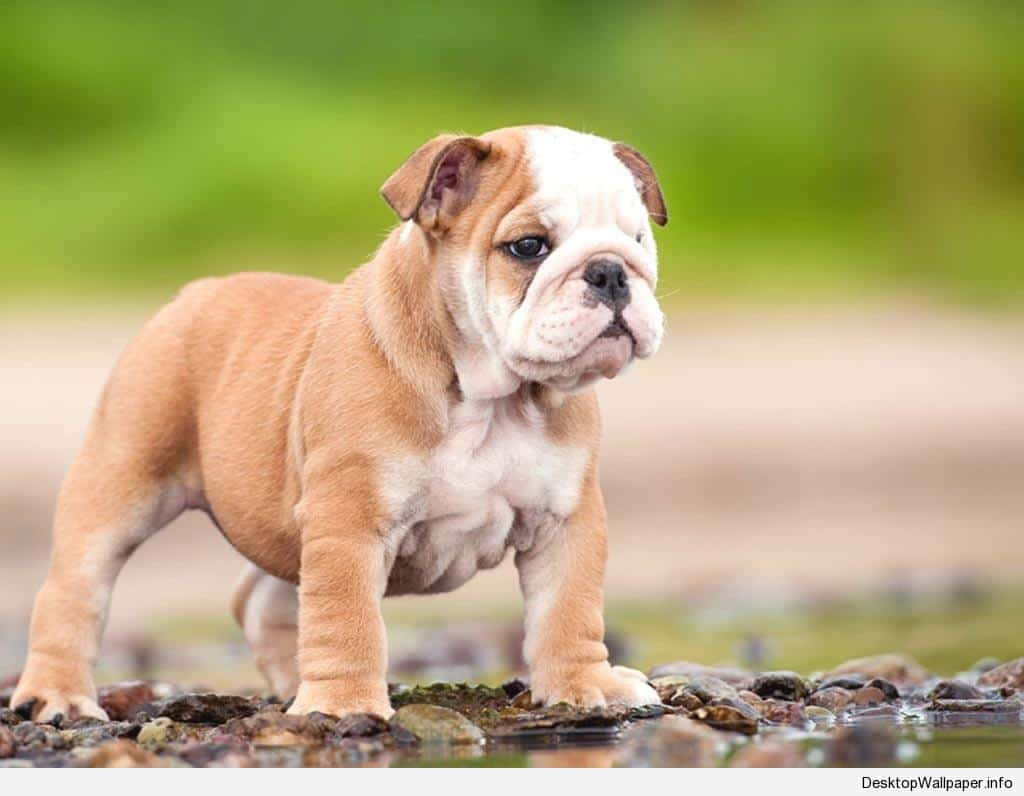 狗 桌布 壁紙 — 一隻可愛的棕白色鬥牛犬幼犬警覺地站在水邊濕滑的石頭上，背景是柔和的綠色模糊效果。