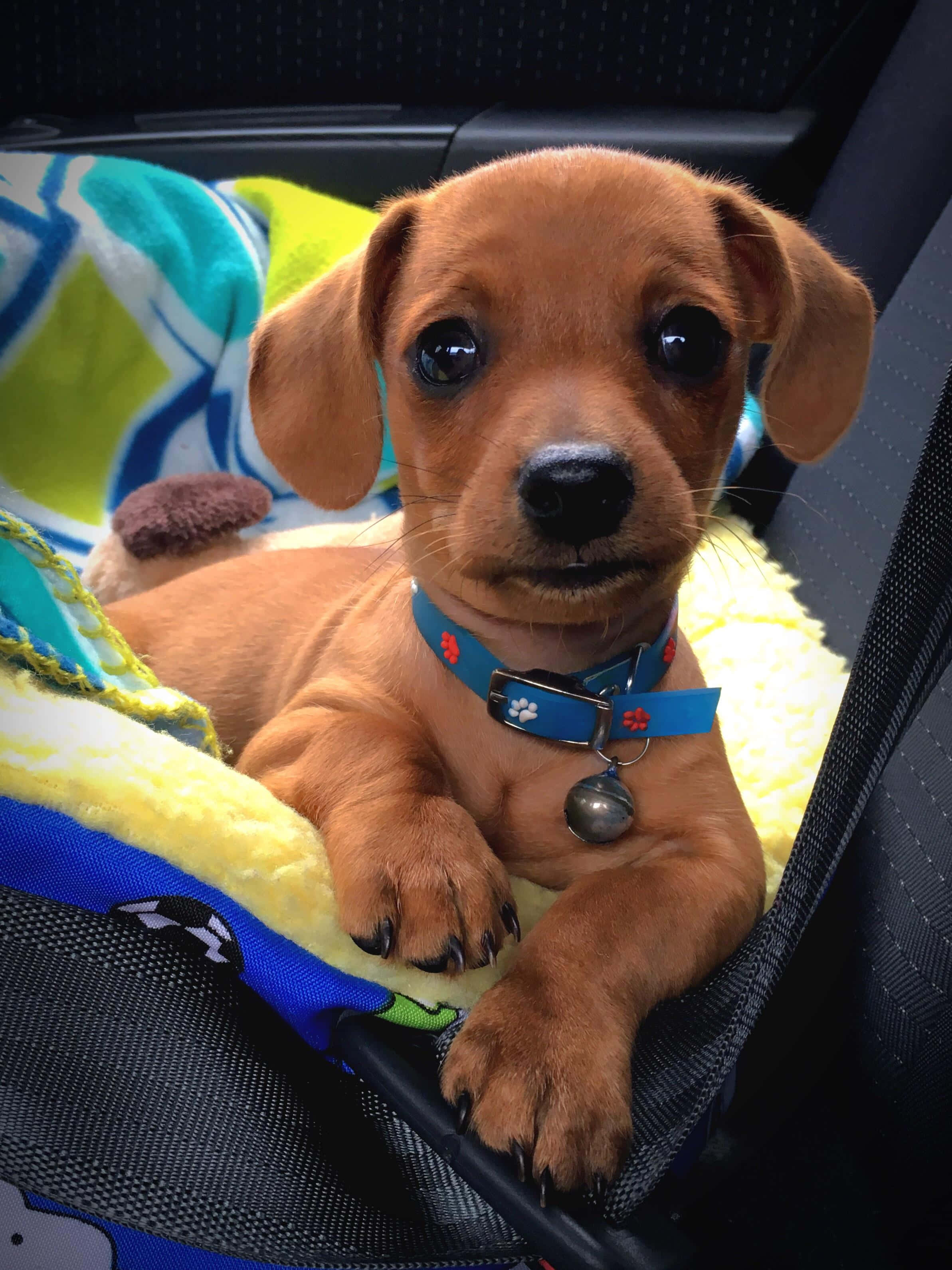 Dachshund Puppy 桌布 壁紙 — 一隻可愛的棕色小狗，大眼睛，在汽車座椅內的彩色毯子上休息。