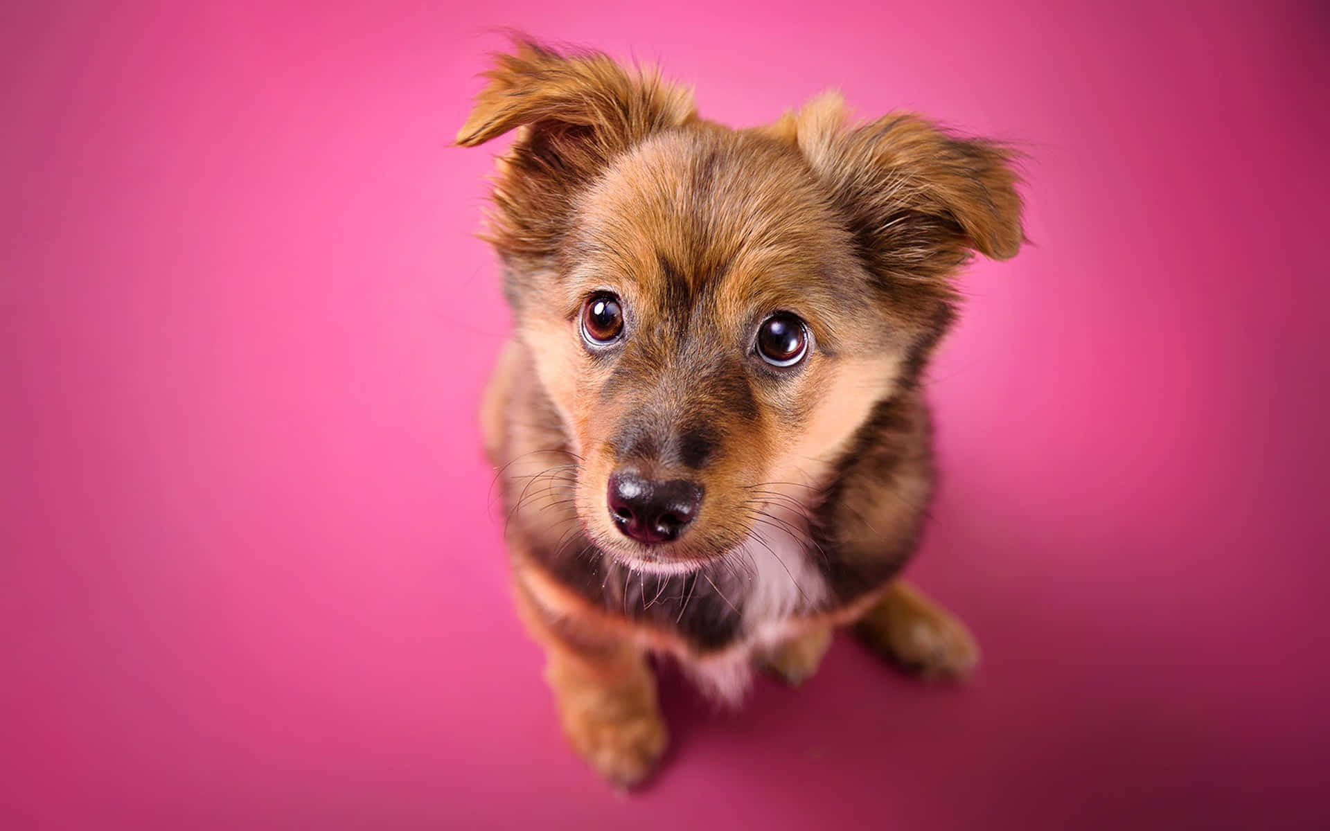 cute dogs 桌布 壁紙 — 一隻可愛的棕色小狗，大眼睛從充滿活力的粉紅色背景向上看。