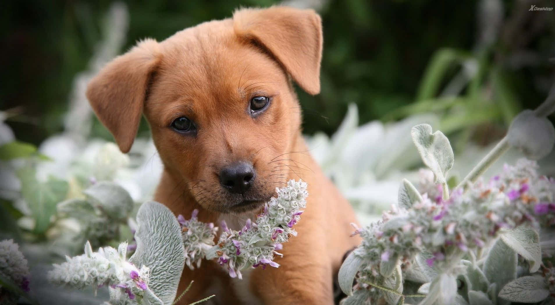 Pink Puppies 桌布 壁紙 — 一隻可愛的棕色小狗，有著大大的深色眼睛，坐在茂密花園中柔軟的銀色葉子和紫色花朵之間。
