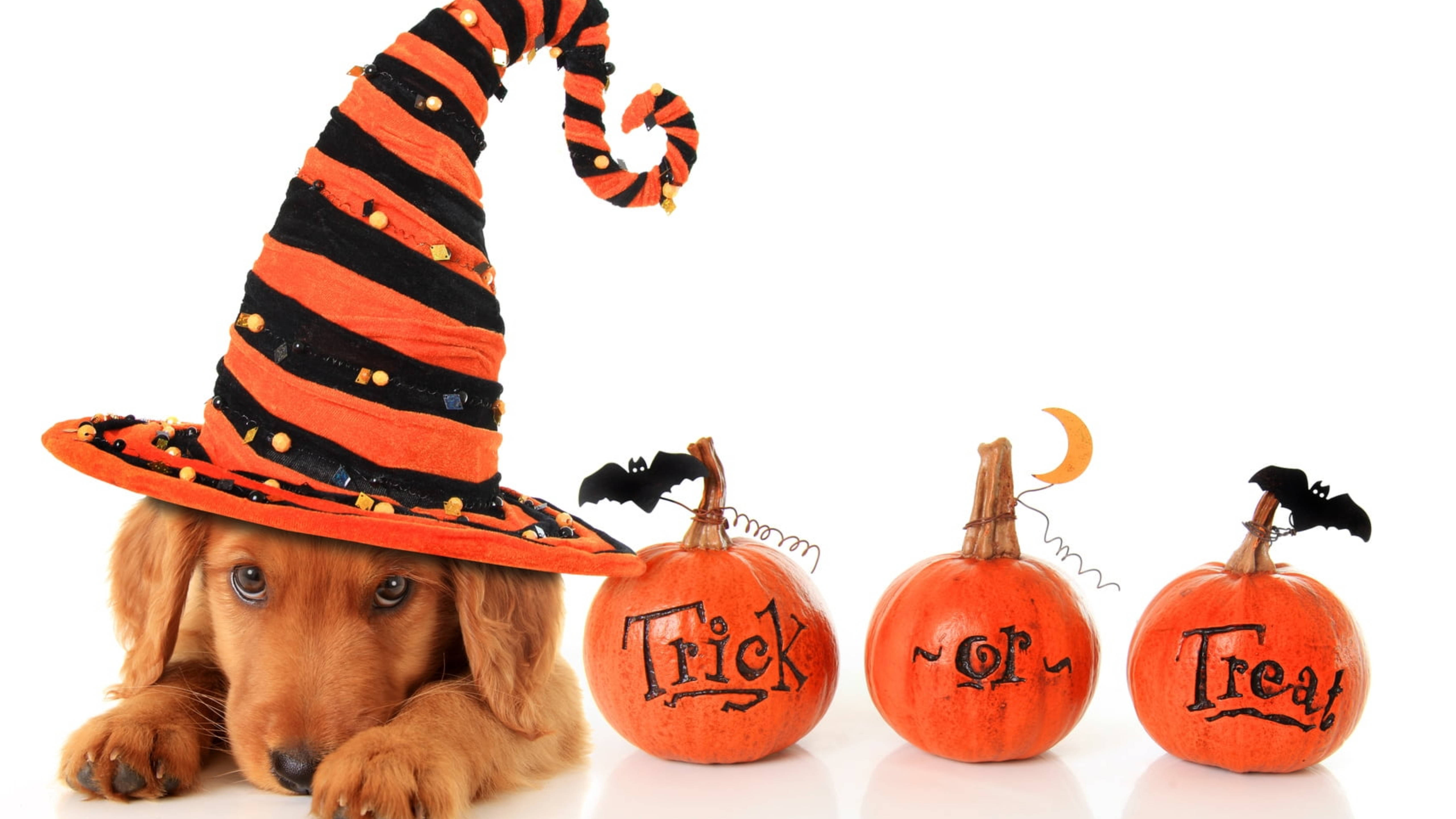 Cute Halloween Desktop 桌布 壁紙 — 一隻可愛的棕色小狗戴著高高的橙色和黑色條紋女巫帽，坐在三個雕刻南瓜旁邊，南瓜上拼出「Trick or Treat」，並有蝙蝠和彎月。