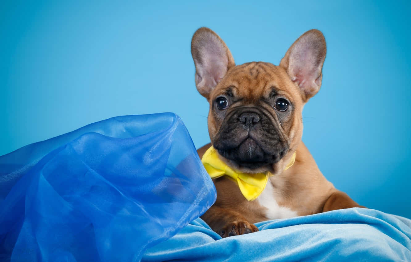 狗 桌布 壁紙 — 一隻可愛的棕色法國鬥牛犬幼犬戴著黃色蝴蝶結，躺在藍色布料上，背景為純藍色。