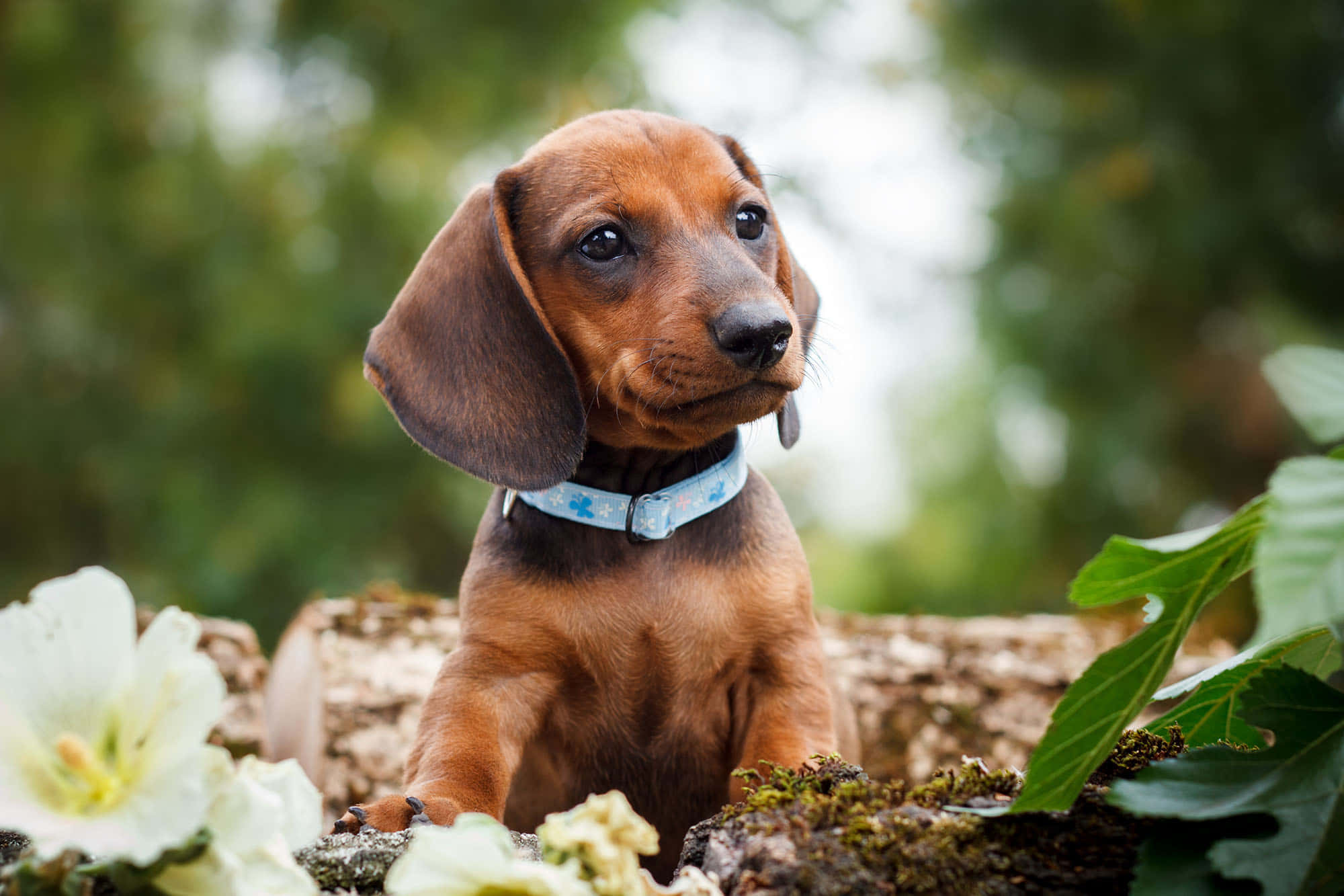 Dachshund Puppy 桌布 壁紙 — 一隻可愛的棕色臘腸犬幼犬，耳朵下垂，警覺地坐在長滿青苔的木頭上，周圍有綠色樹葉和白色花朵。