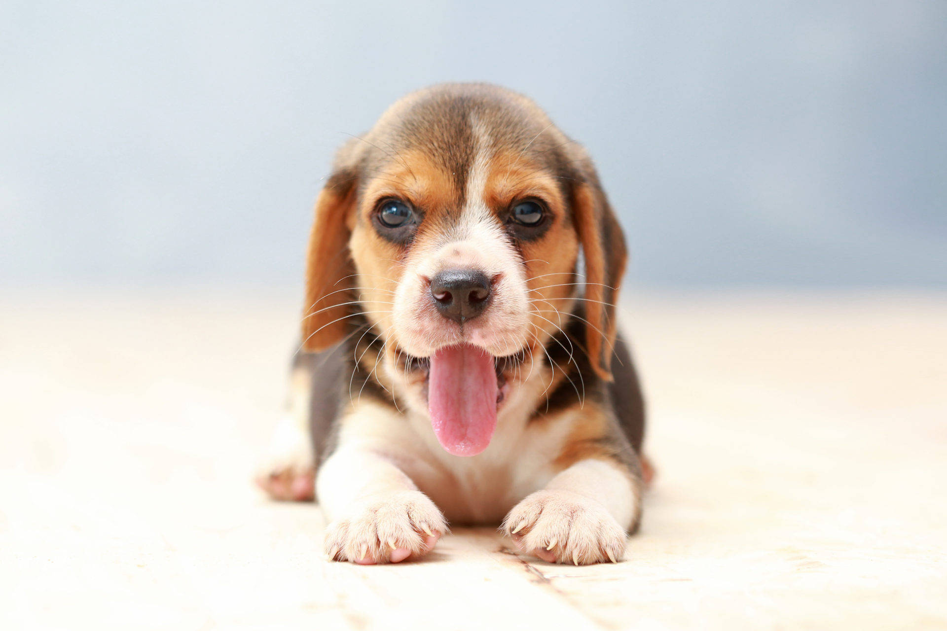 小狗 桌布 壁紙 — 一隻可愛的比格犬幼犬，垂耳，伸出粉紅色舌頭，躺在淺色木地板上。