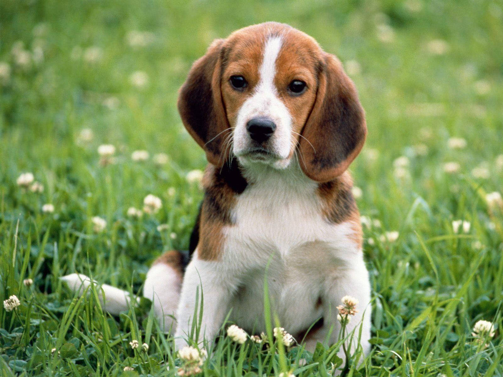 小狗 桌布 壁紙 — 一隻可愛的比格犬幼犬，垂著耳朵，在陽光明媚的綠草地上專注地坐著，草地上點綴著白色的三葉草花。