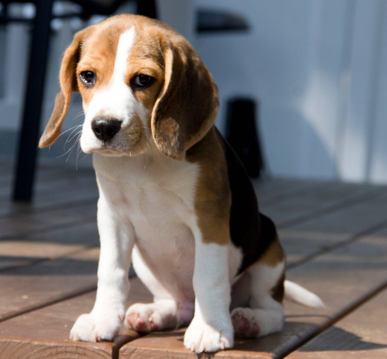 小狗 桌布 壁紙 — 一隻可愛的比格犬幼犬，垂著耳朵，坐在沐浴在明亮陽光下的木質甲板上。