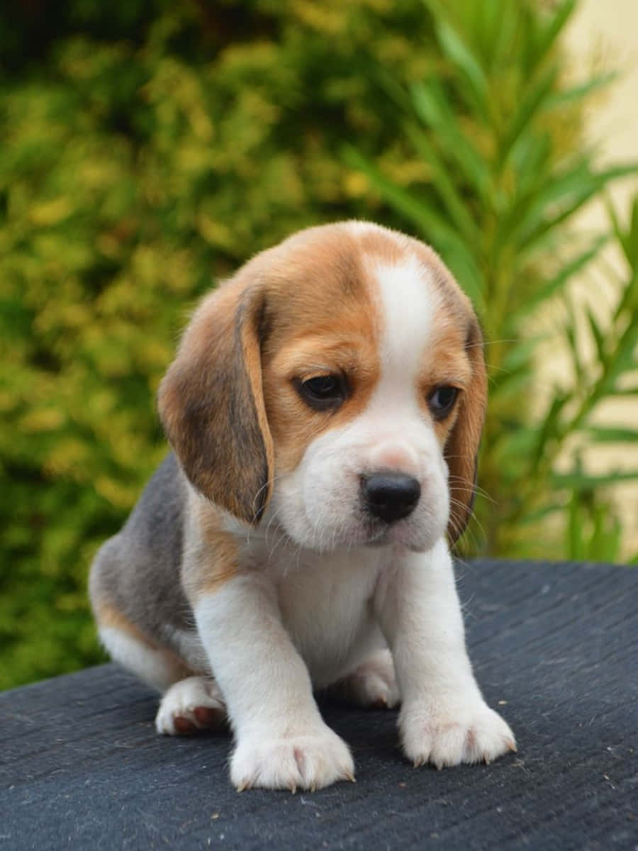 米格魯 桌布 壁紙 — 一隻可愛的比格犬幼犬，垂著耳朵，在模糊的綠色樹葉背景下，專注地坐在深色表面上。