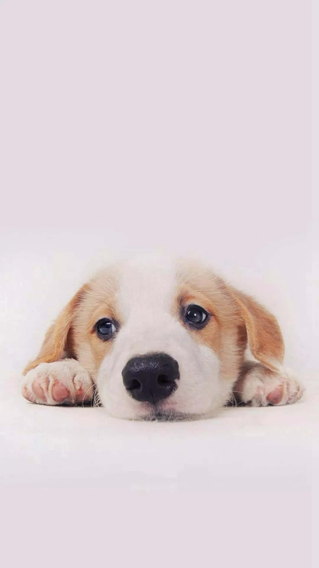 cute dogs 桌布 壁紙 — 一隻可愛的比格犬幼犬，擁有大黑眼睛和垂耳，將爪子放在柔軟的白色表面上，帶著天真的魅力向上看。