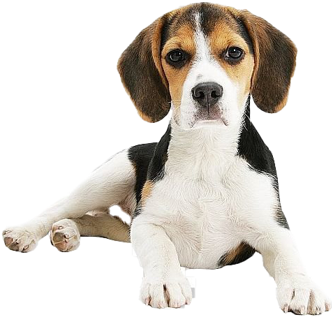 米格魯 桌布 壁紙 — 一隻可愛的比格犬幼犬，擁有棕色、黑色和白色的毛髮，躺著直視鏡頭，背景為黑色。