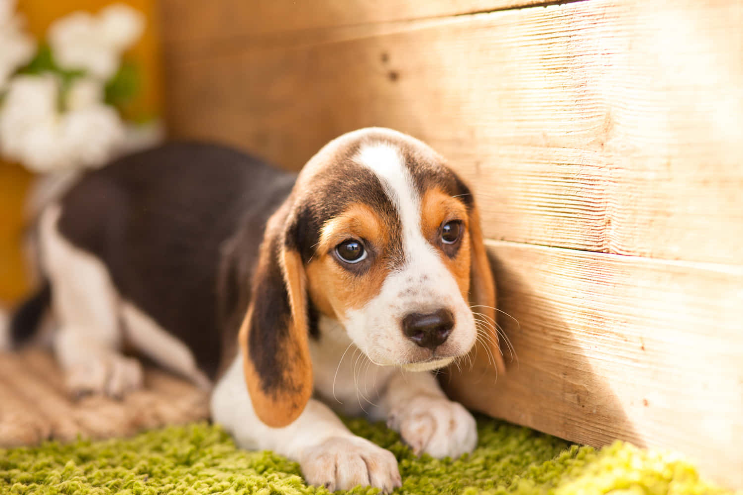 米格魯 桌布 壁紙 — 一隻可愛的比格犬幼犬，擁有棕色、白色和黑色的毛髮，躺在綠色地毯上，旁邊是沐浴在溫暖陽光下的木牆。