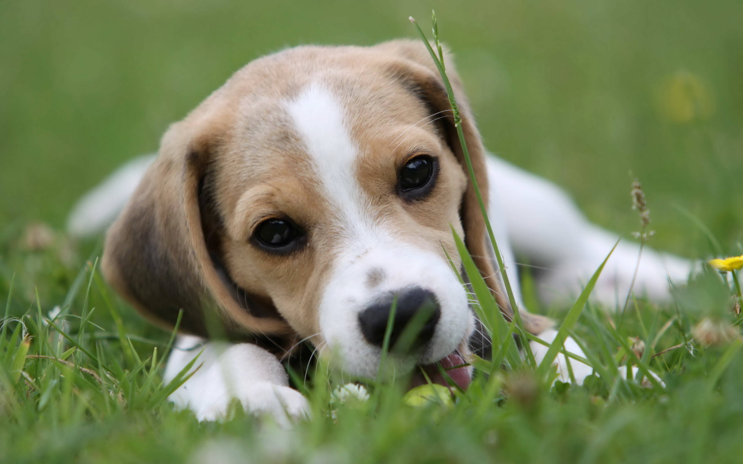 Grass 桌布 壁紙 — 一隻可愛的比格犬幼犬，擁有棕色和白色的毛髮，躺在充滿活力的綠色草地上，好奇地看著鏡頭，舌頭微微伸出。