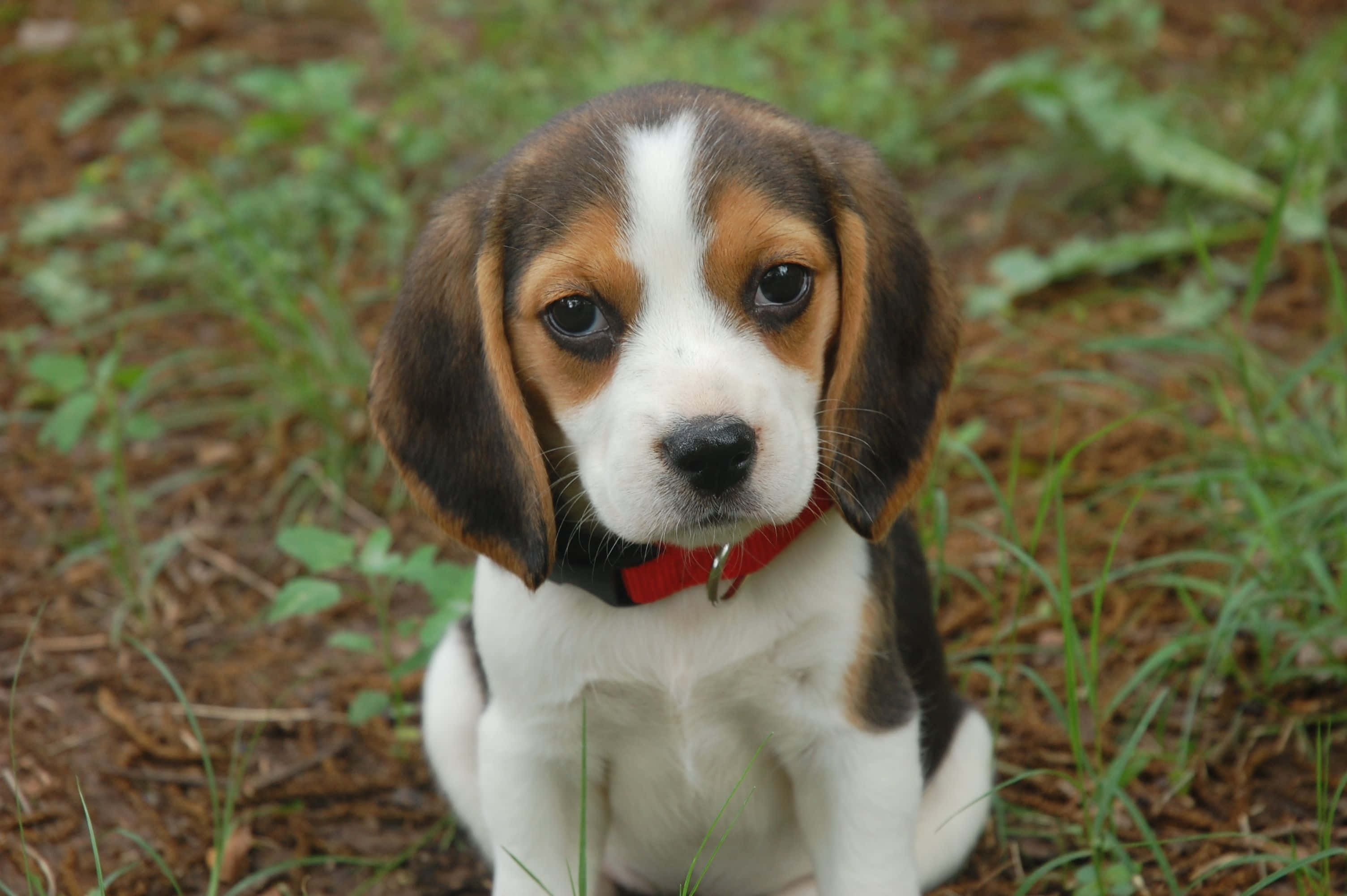 米格魯 桌布 壁紙 — 一隻可愛的比格犬幼犬，有棕色、白色和棕褐色毛髮，戴著紅色項圈，專注地坐在草地上。
