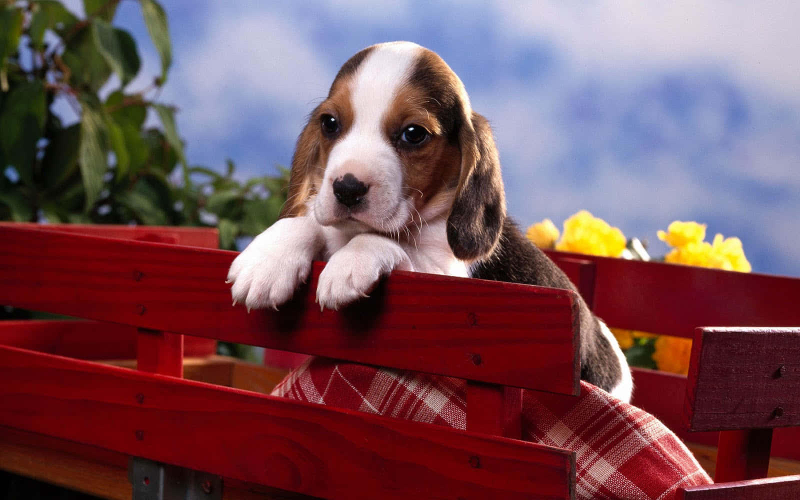 米格魯 桌布 壁紙 — 一隻可愛的比格犬幼犬，有棕色、白色和黑色的毛髮，將爪子放在一個裝滿黃色花朵的紅色木製手推車上。