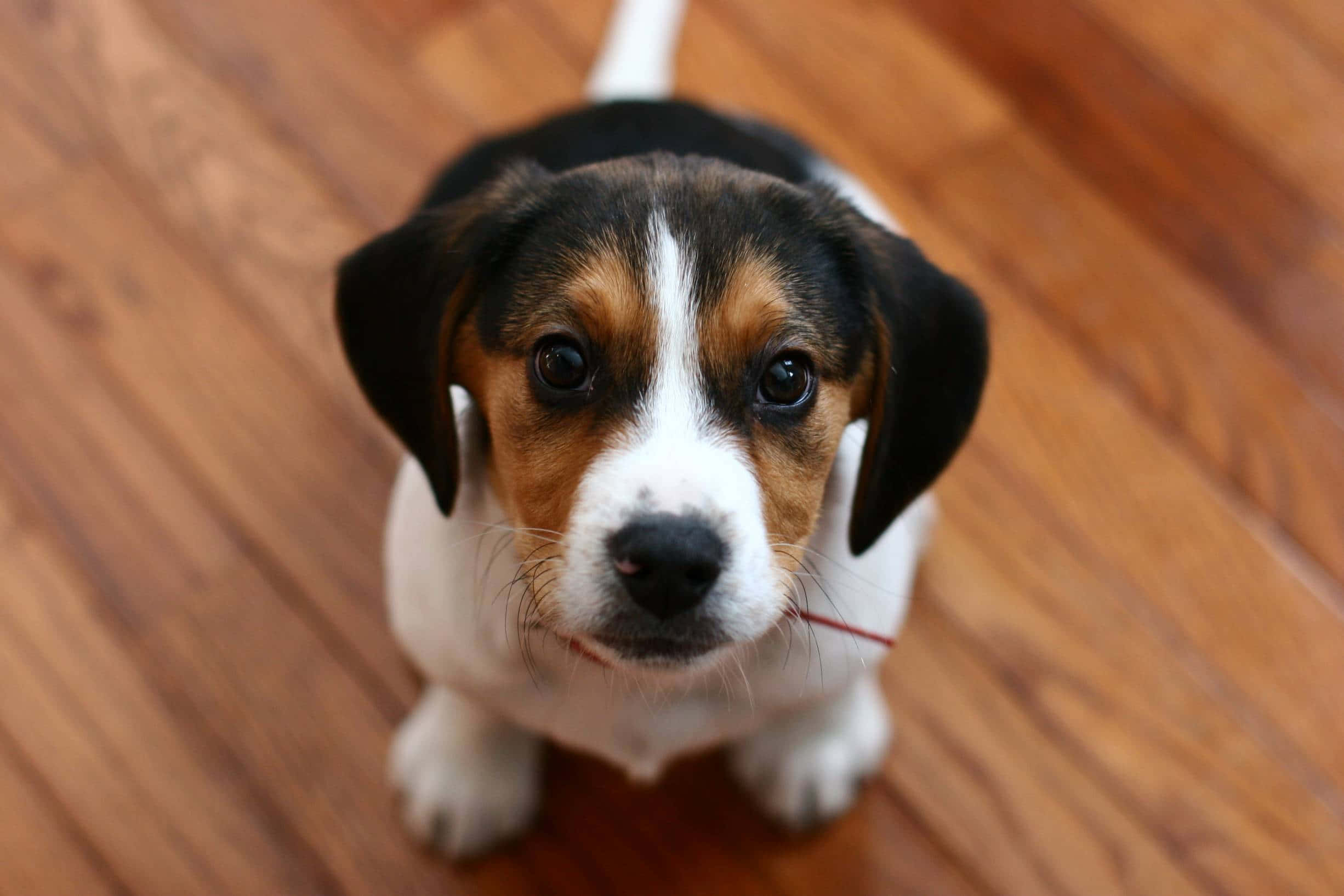 米格魯 桌布 壁紙 — 一隻可愛的比格犬幼犬，有棕色、黑色和白色的毛髮，在木地板上用大眼睛向上看。