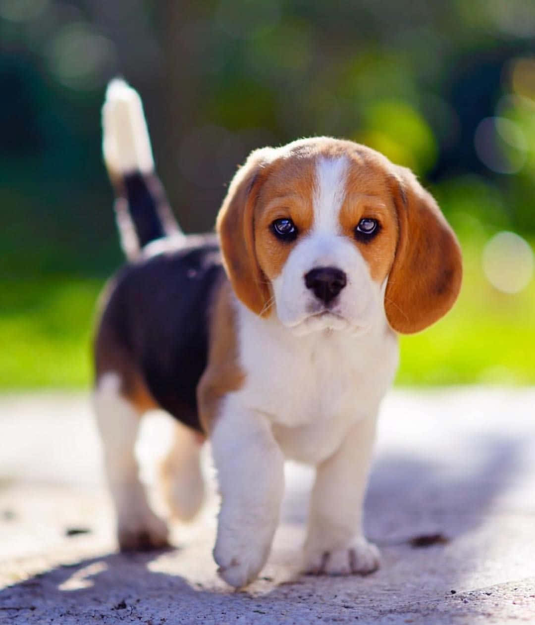 米格魯 桌布 壁紙 — 一隻可愛的比格犬幼犬，有著垂耳和白色尖端的尾巴，在陽光明媚的小路上向鏡頭走來。