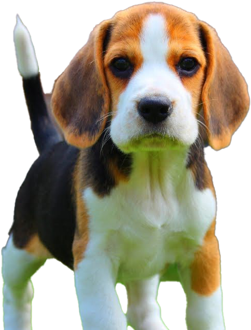 狗 桌布 壁紙 — 一隻可愛的比格犬幼犬，有著垂耳和白色尖端的尾巴，在黑色背景下警覺地站立。