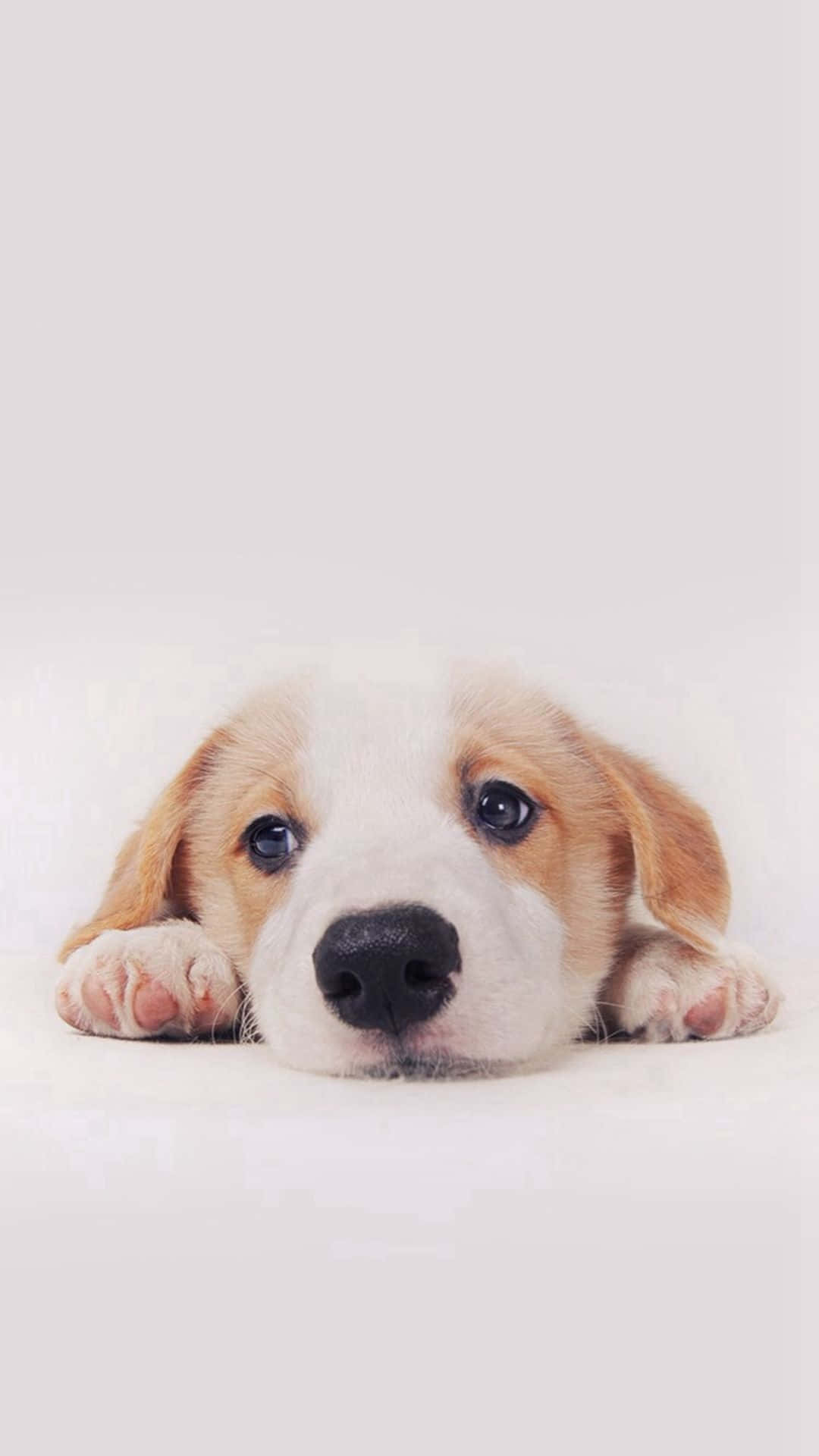 寵物動圖 桌布 壁紙 — 一隻可愛的比格犬幼犬，有著大大的深色眼睛和垂下的耳朵，從白色表面上方探出頭來，爪子清晰可見。
