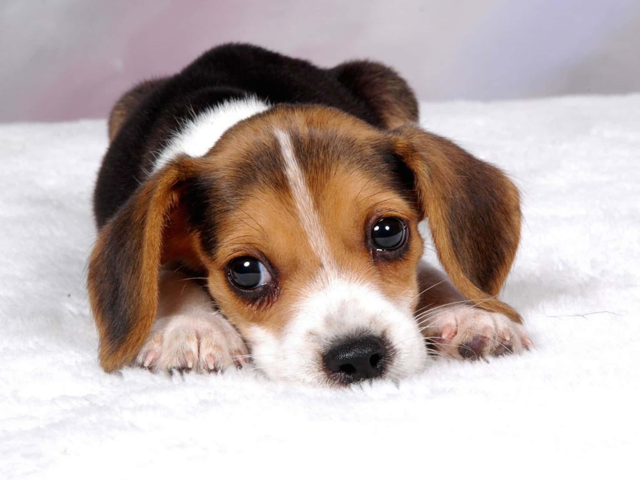 米格魯 桌布 壁紙 — 一隻可愛的比格犬幼犬，有著大大的黑色眼睛，躺在柔軟的白色毯子上，直視鏡頭。