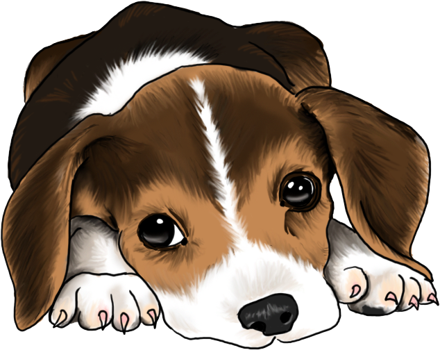 狗 桌布 壁紙 — 一隻可愛的比格犬幼犬，毛色棕白相間，將爪子放在黑色背景上，用大大的黑色眼睛向上看。