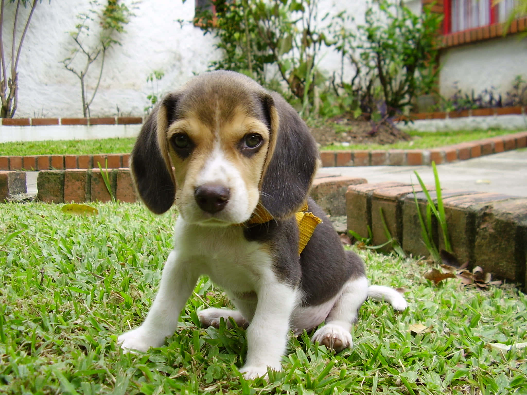 米格魯 桌布 壁紙 — 一隻可愛的比格犬幼犬，耳朵下垂，坐在充滿活力的綠色草地上，穿著黃色胸背帶。