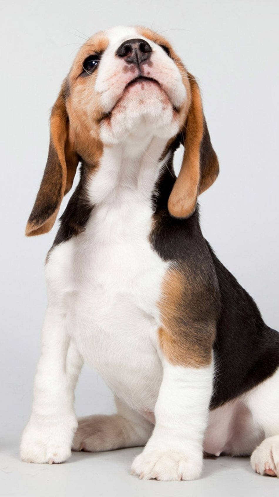 狗 桌布 壁紙 — 一隻可愛的比格犬幼犬，耳朵下垂，直立坐著，天真無邪的表情，背景是純白色。
