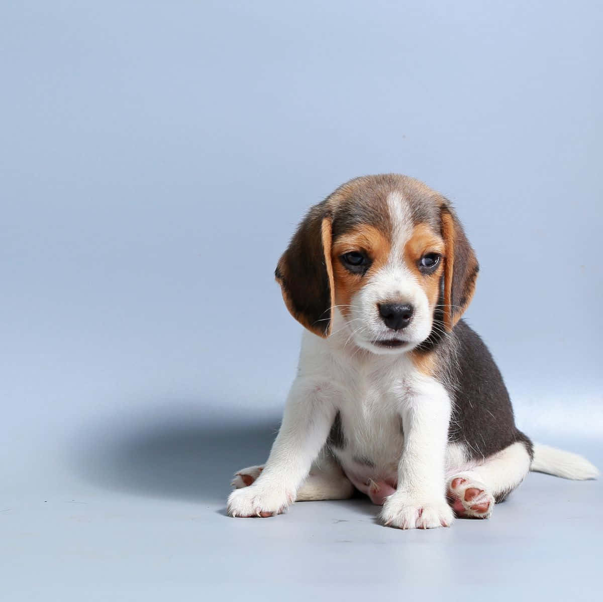 小狗 桌布 壁紙 — 一隻可愛的比格犬幼犬，耳朵下垂，專注地坐在淺藍色攝影棚地板上，背景與之匹配。