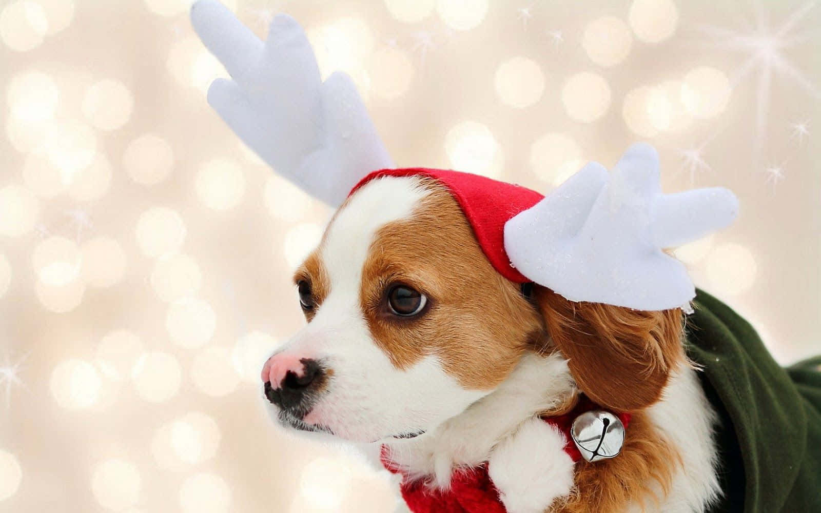 攝影 桌布 壁紙 — 一隻可愛的比格犬幼犬戴著紅色聖誕帽，帽上有白色馴鹿角，身穿綠色外套，背景是閃爍的散景效果。