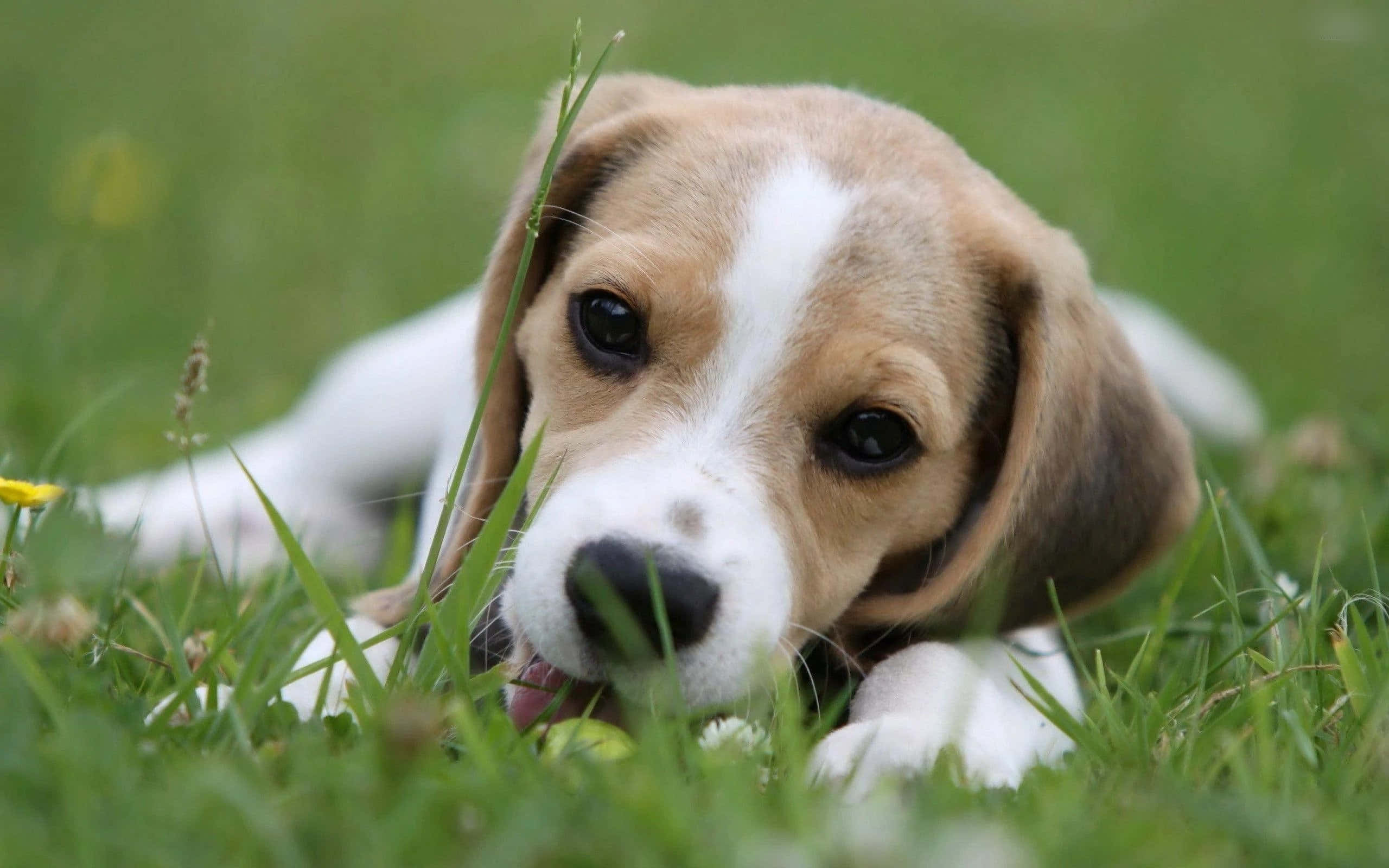 米格魯 桌布 壁紙 — 一隻可愛的比格犬幼犬躺在充滿活力的綠色草地上，附近有一朵黃色花朵，直接看著鏡頭，擁有柔軟的棕色和白色毛髮。