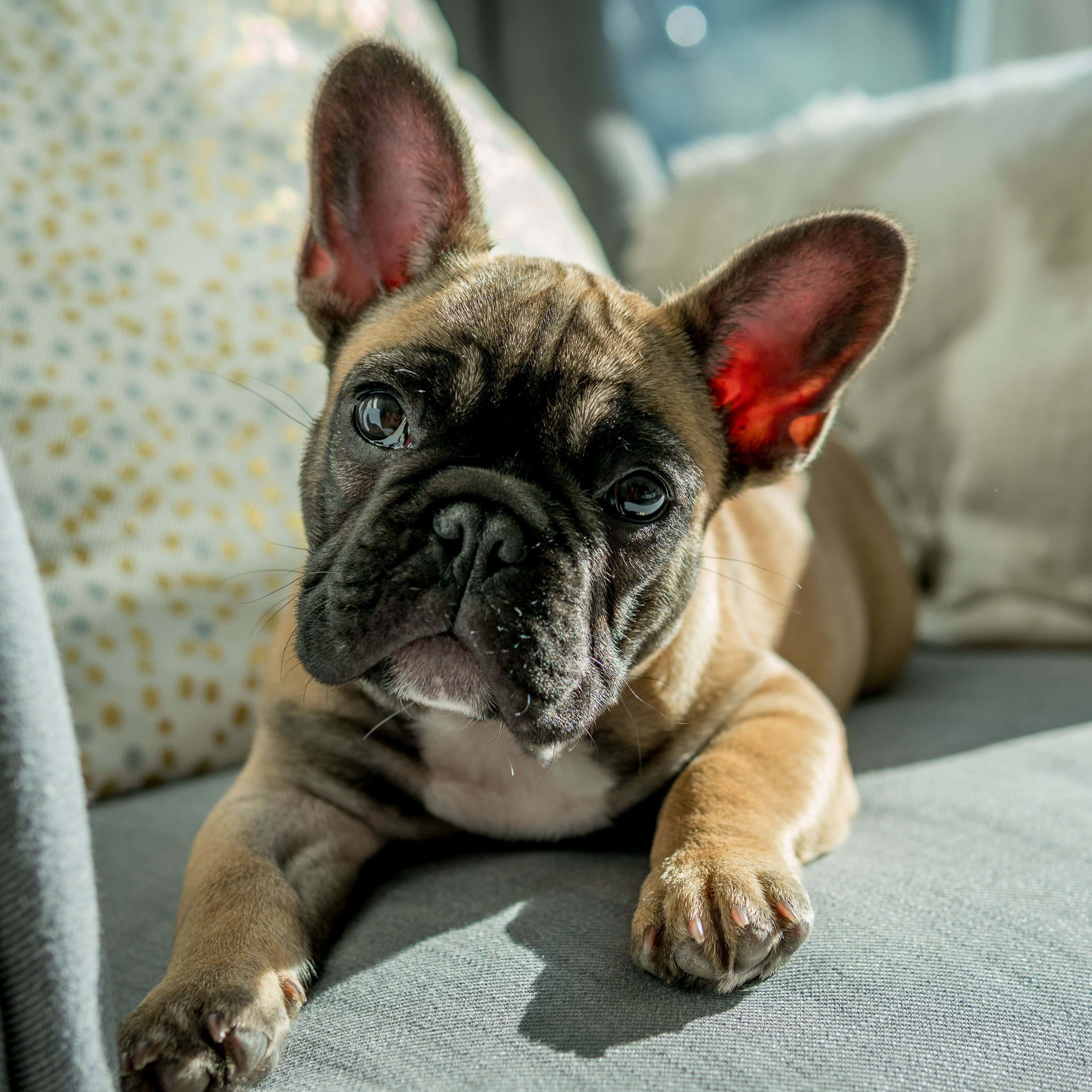 Bulldog 桌布 壁紙 — 一隻可愛的法國鬥牛犬幼犬，有著大耳朵和充滿靈魂的眼睛，躺在陽光照射的灰色沙發上。