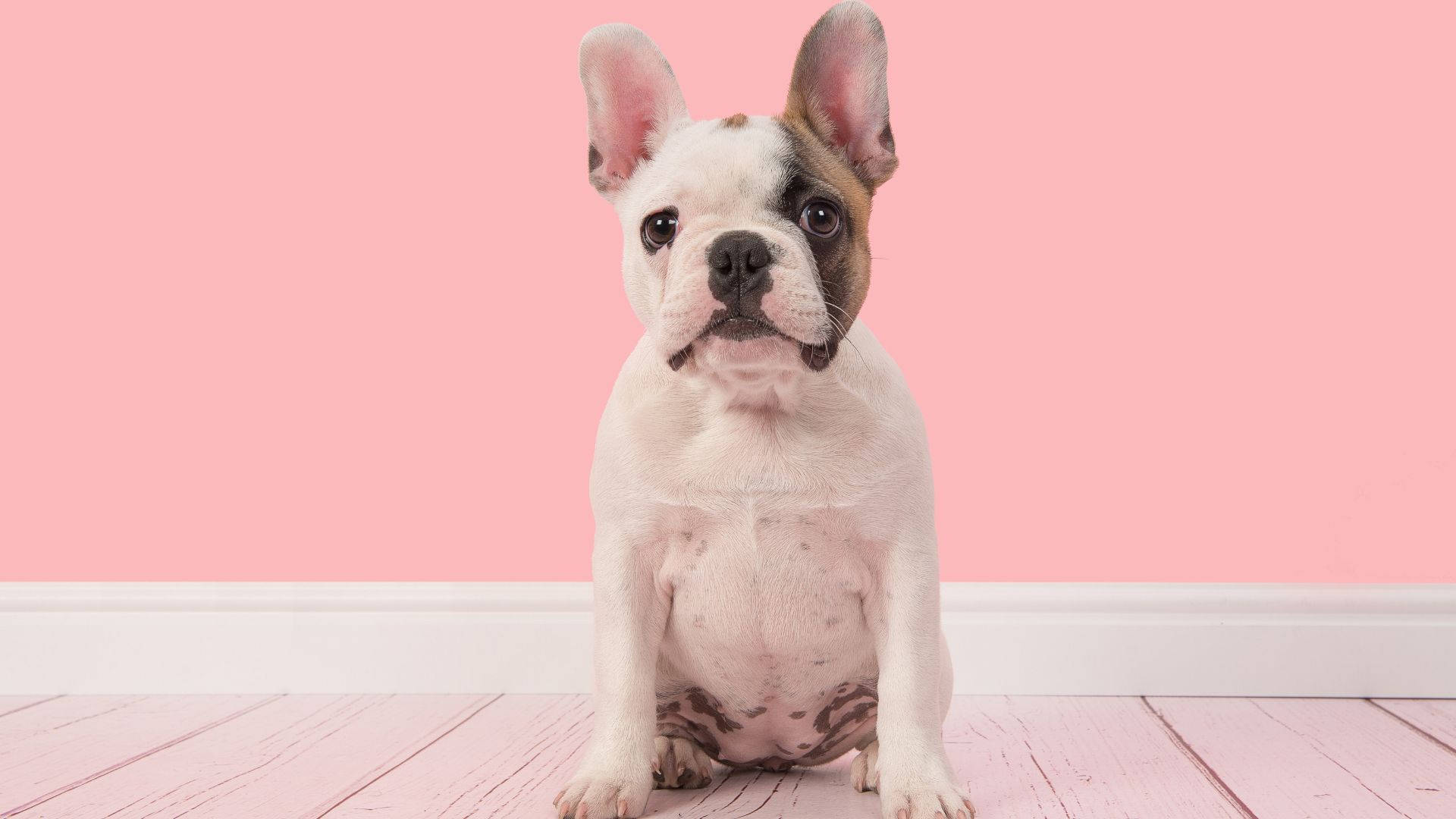 french bulldog 桌布 壁紙 — 一隻可愛的法國鬥牛犬幼犬，毛色白棕相間，專注地坐在粉紅色木地板上，背景是純粉紅色的牆壁。