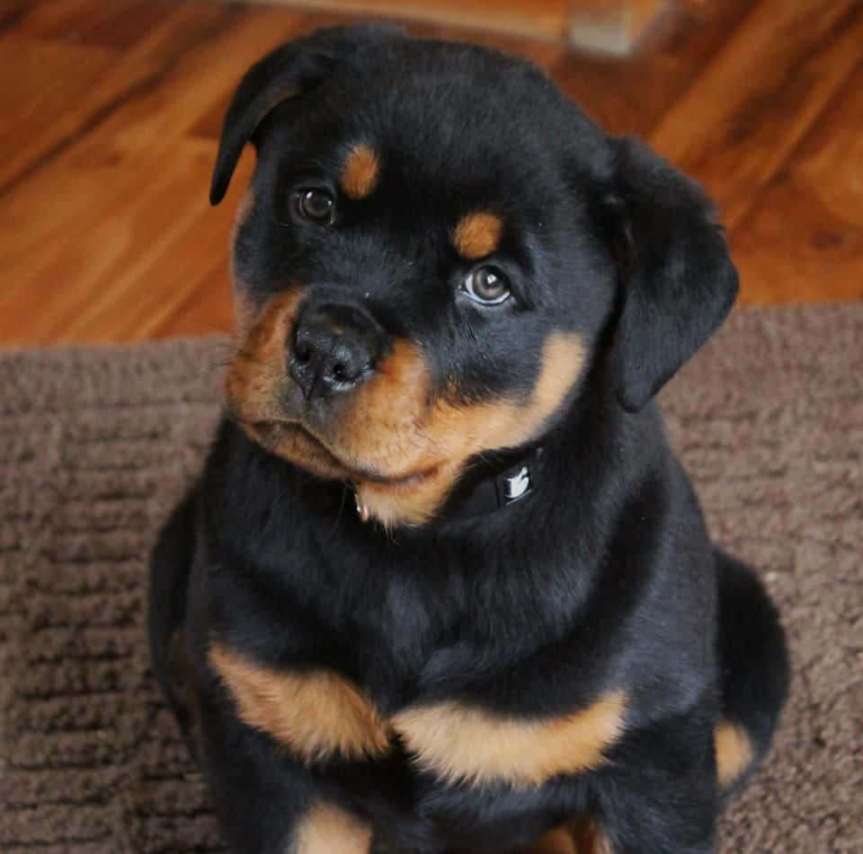 羅威那犬 桌布 壁紙 — 一隻可愛的洛威拿幼犬，擁有黑色和棕褐色毛髮，坐在棕色地毯上，用大眼睛向上看。