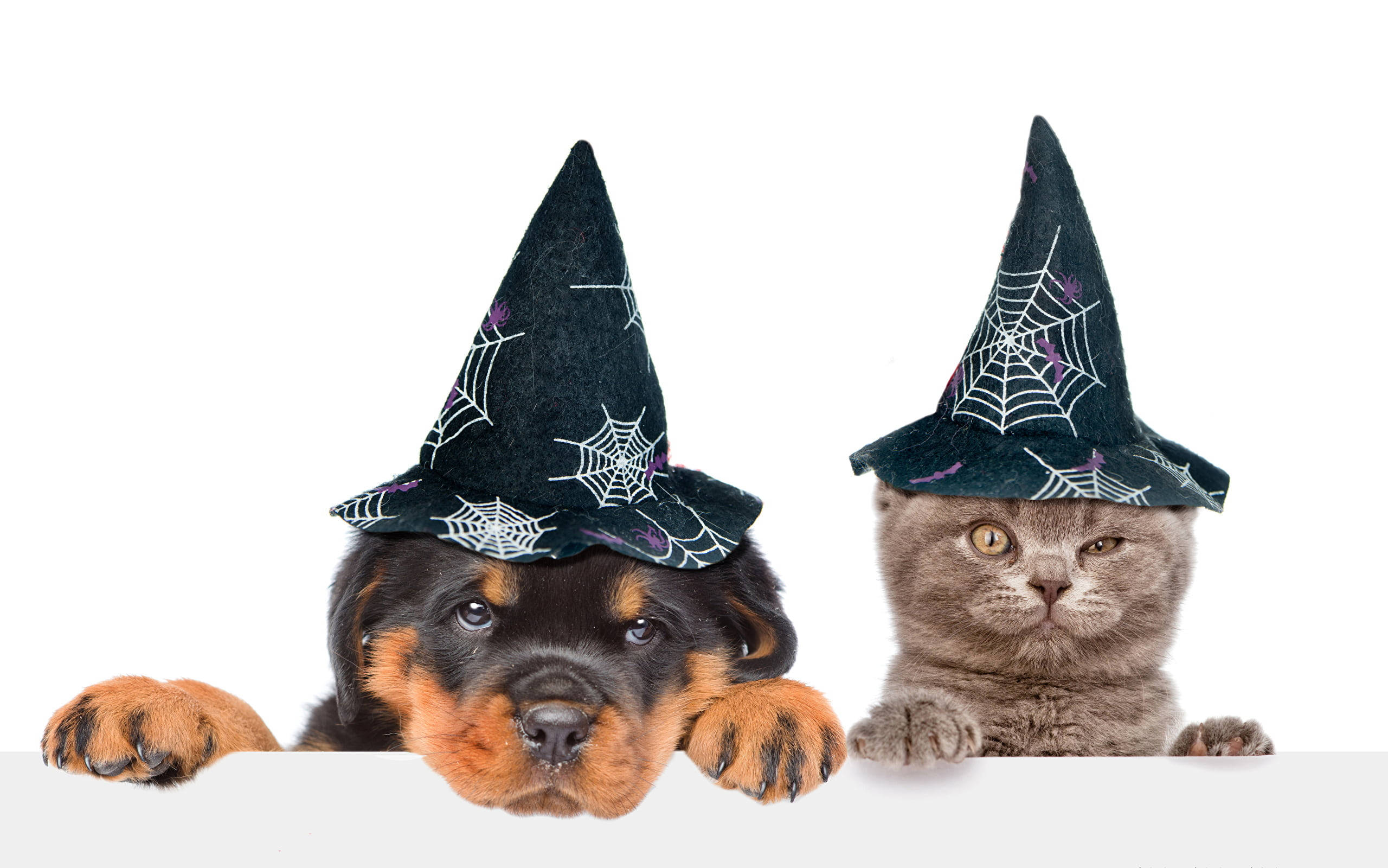 Cute Halloween Desktop 桌布 壁紙 — 一隻可愛的洛威拿幼犬和一隻灰貓都戴著帶有蜘蛛網的黑色巫師帽，從白色表面上方探出頭來。